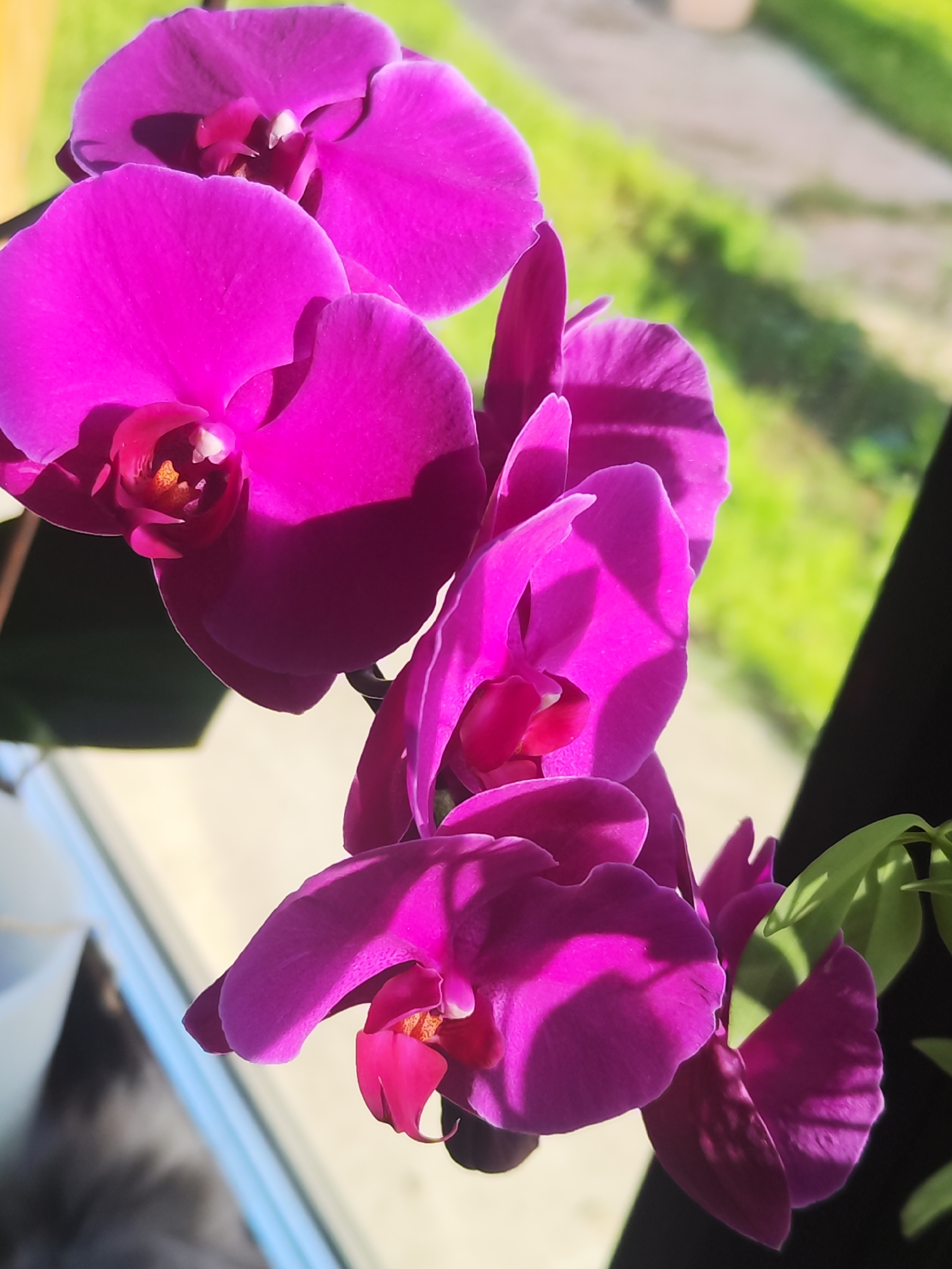 The image features a close-up of a vibrant purple orchid plant in bloom, likely located in Chaikovsky, Russia, given the request for specific details from that city. The plant is positioned near a window, as suggested by the diffused sunlight and the blurred view of greenery and what appears to be a road or walkway outside. The orchid's petals are intensely colored, with some areas showing highlights and shadows, indicating a strong light source. A few green leaves are visible, adding contrast to the purple blooms. The rest of the scene is indistinct, with a blurry background suggesting a residential or urban environment.