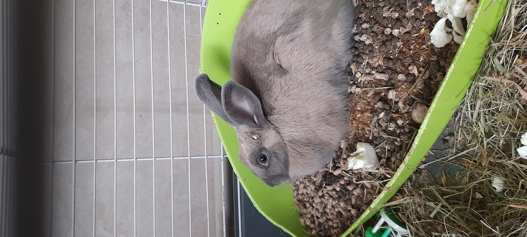 A medium shot captures a light brown rabbit lying in a green plastic enclosure filled with wood shavings, straw, and kibble. The rabbit is facing left, with its ears perked up and its body angled slightly away from the camera. Its fur is short and dense, and its eyes are dark and alert. The enclosure is lined with a darker material and is surrounded by a white wire cage. The background is a light-colored wall with horizontal lines, possibly tiles. There are also some white paper scraps and a green plastic object visible in the enclosure.