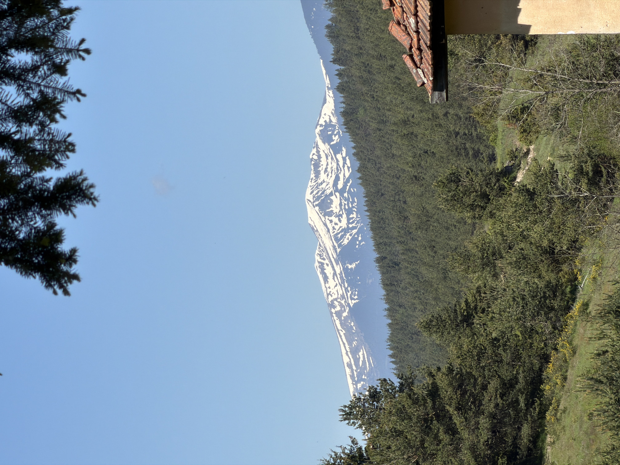 The image captures a mountain view from Avramovo, Bulgaria. The landscape features a snow-capped mountain peak framed against a clear blue sky. The mountain is flanked by a dense forest of green trees. A building with a terracotta tiled roof is visible in the upper right corner, suggesting a nearby dwelling. The edge of a dark green pine tree is seen on the left side of the photo, obscuring part of the view. The scene appears to be photographed during the day.