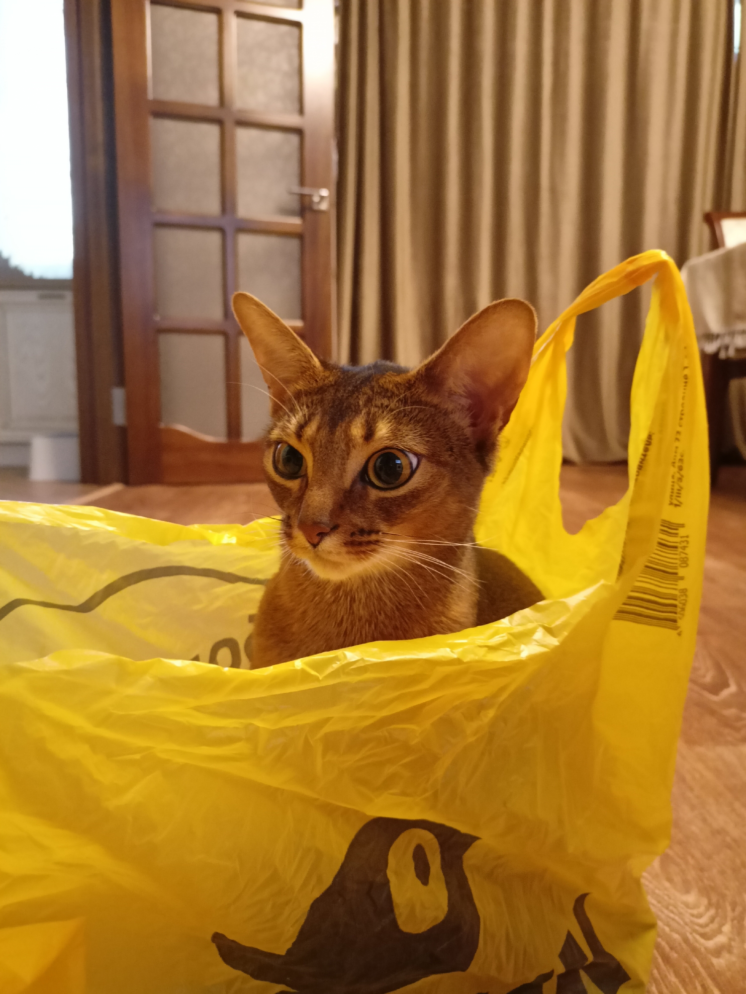 A young Abyssinian cat with large, expressive green eyes peeks out from inside a bright yellow plastic bag. The cat has a reddish-brown coat with distinct ticking. The bag is crinkled and has some black text and a barcode printed on its side. The cat is positioned in the center of the frame, looking slightly to its left.
The setting appears to be indoors, likely a home. In the background, a wooden door with glass panes is visible, along with brown curtains drawn closed. The floor is made of wooden planks. The lighting suggests it might be daytime, as light is coming from an unseen source to the left, casting some shadows. There is no obvious activity taking place other than the cat's curious presence in the bag.
Visible text on the bag includes Russian characters and a barcode. The Russian text appears to be an address: "улица, Ан 77 строение 600" which translates to "street, An 77 building 600". There are also numbers like "087431" and "46038087431" which could be product codes or identifiers. The image is from Volgodonsk, Russia.