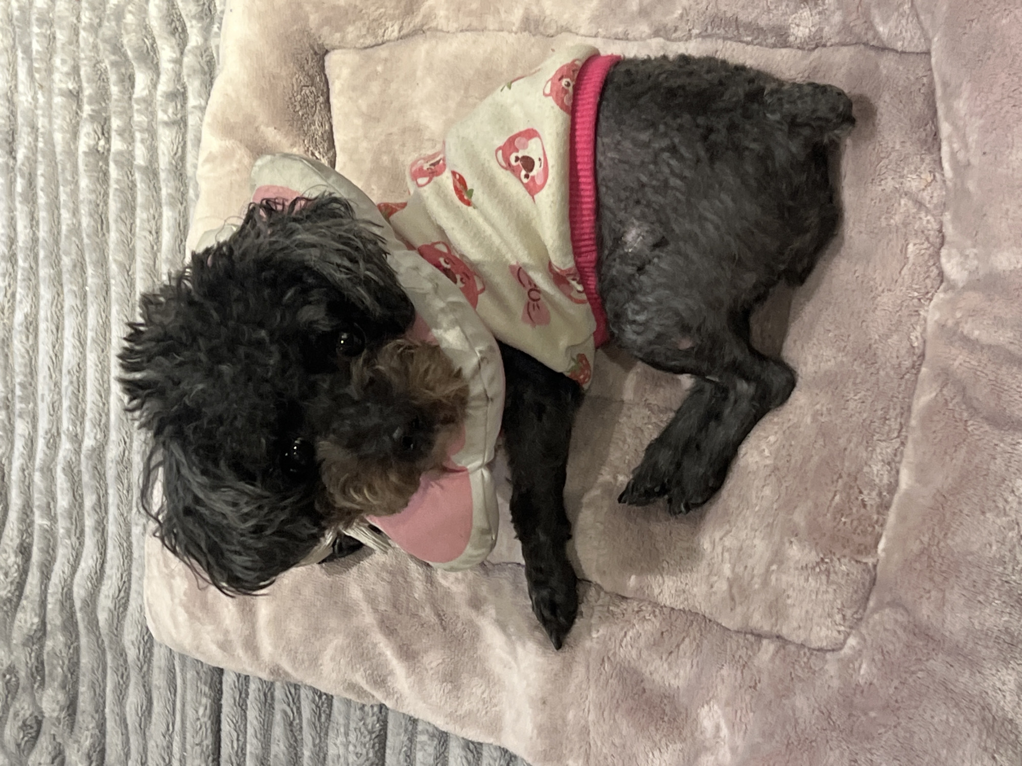 A small, black, curly-haired dog is lying on a pink dog bed. The dog is wearing a light-colored sweater with pink and red bear designs and pink trim. The dog bed is on a gray, textured blanket. No indication of Đà Nẵng, Vietnam is present.