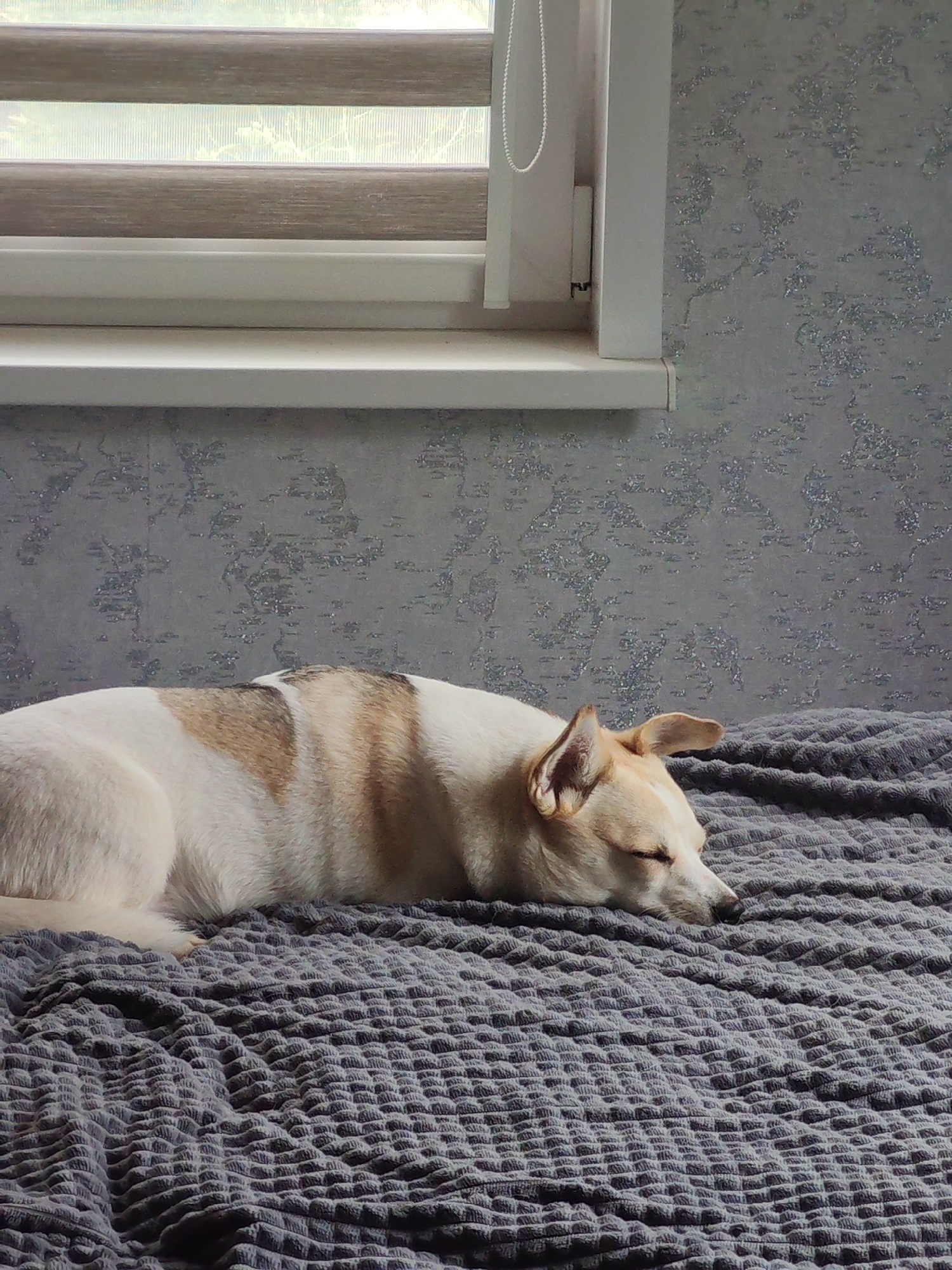 A dog is lying on a gray textured blanket in front of a window. The dog is mostly white with brown patches on its back. The window has a white frame and partially closed blinds. The wall behind the dog and window is gray with a textured pattern. The location is Unknown, Unknown.