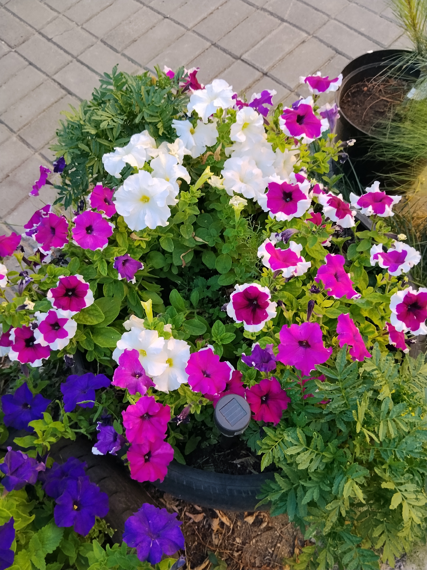 A vertical, high-angle shot captures a vibrant arrangement of petunias in various shades of white, pink, and deep purple, blooming from a planter made from a repurposed tire. The flowers are clustered together, creating a lush display. Some of the pink petunias feature striking white edges, adding to their visual appeal. Interspersed among the flowers are feathery green leaves. A small solar-powered garden light with a grey casing and a photovoltaic panel is partially visible amongst the foliage. The planter sits on a paved surface composed of rectangular grey interlocking bricks. In the background, a black plastic pot containing a slender, spiky plant is visible, along with the edge of a grassy area. The scene appears to be an outdoor garden setting, likely in Kokshetau, Kazakhstan, given the context of the prompt, though no specific identifying landmarks are present in the image itself. The lighting suggests it is daytime, with the sun casting shadows.