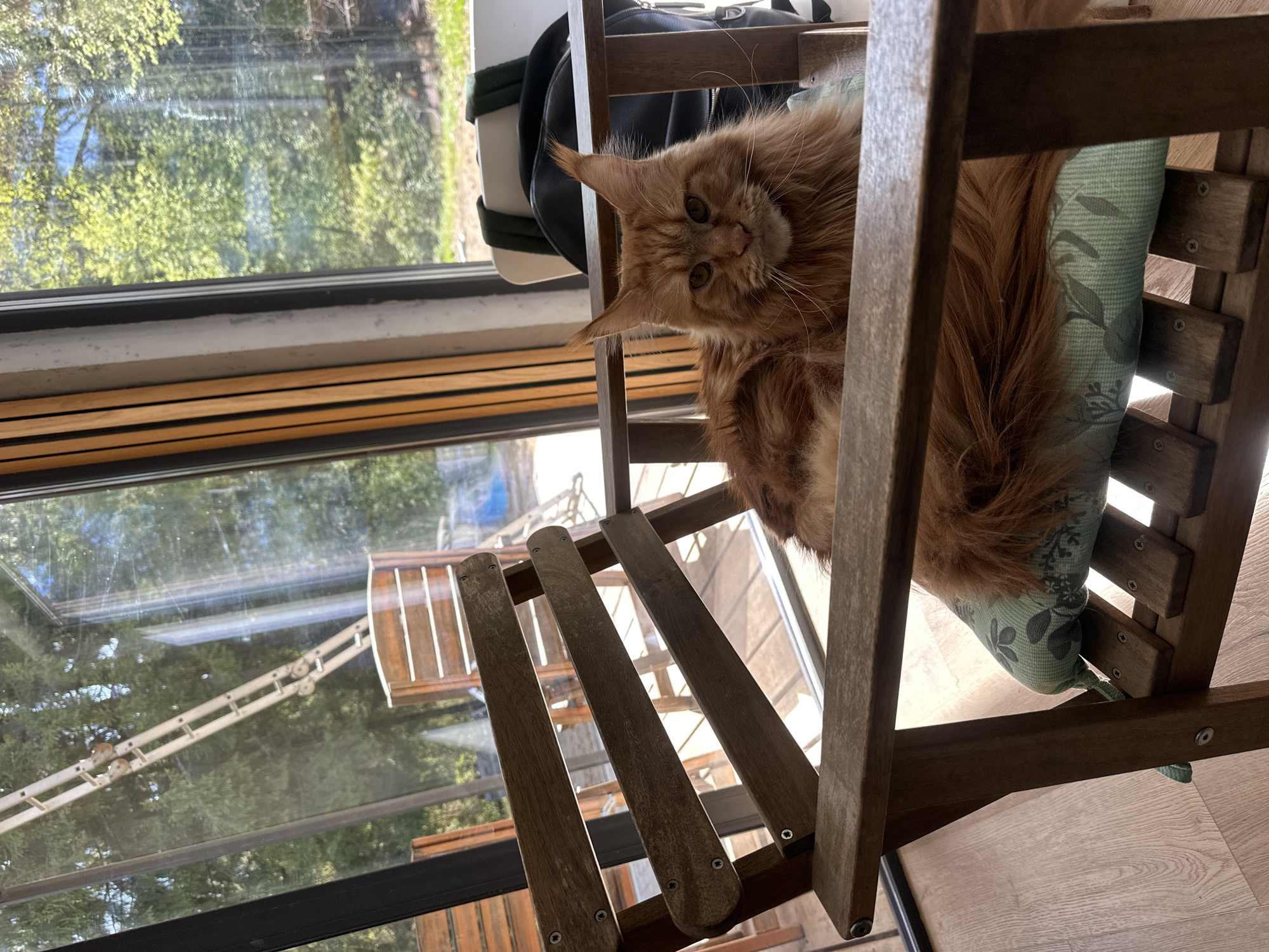 A reddish-brown Maine Coon cat is seated in a wooden chair with a pale green cushion, viewed from a low angle. The chair is positioned near a large window revealing an outdoor scene with trees and what appears to be a fire escape or maintenance ladder attached to a building. The chair has a somewhat unfinished, rustic appearance with visible screws. A partially visible black bag is situated behind the chair. The floor is light-colored wood. The precise location is uncertain, but according to the prompt it's located in Прикамский, Russia.