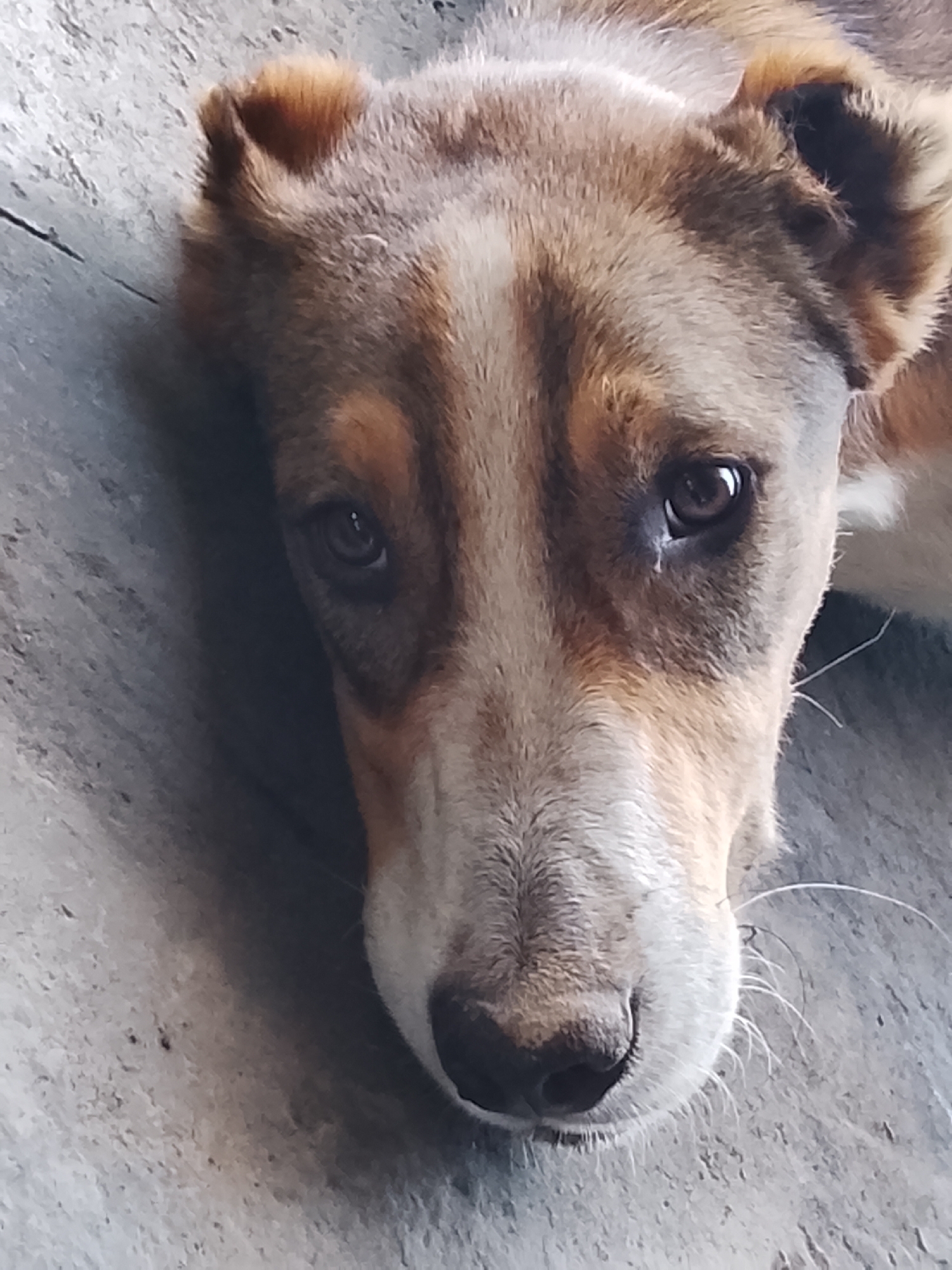 A close-up, eye-level shot shows the head of a dog lying down. The dog's fur is a mix of brown and white, with distinct markings on its face. Its eyes are dark and appear to be looking directly at the camera. The dog's ears are partially visible, appearing floppy. The background is a textured, grey surface, possibly concrete or wood. There is no discernible location in the city of Sabir Rakhimov, Uzbekistan.