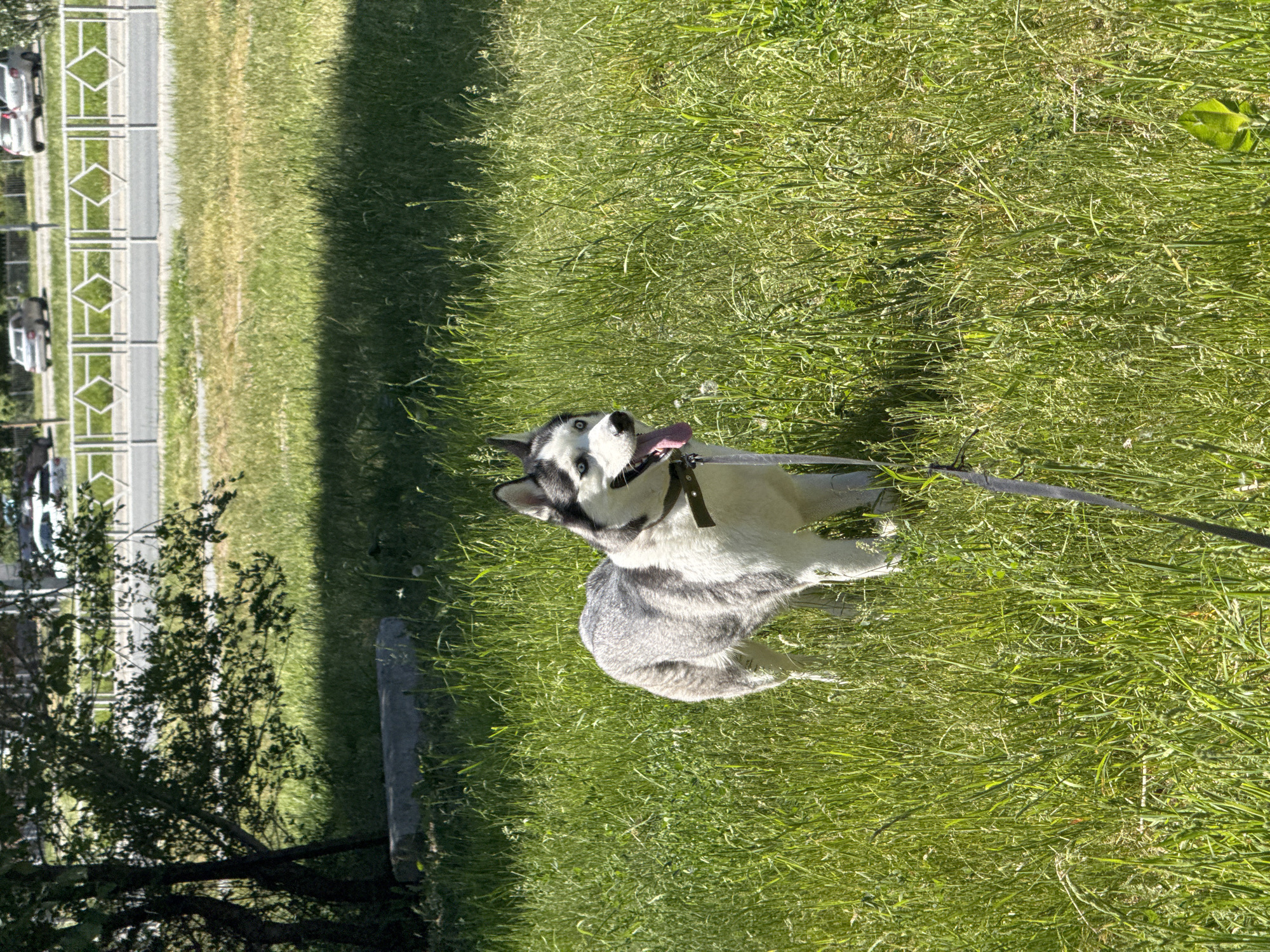 A medium shot shows a gray and white husky in a patch of green grass. The dog is panting with its tongue sticking out and is wearing a brown collar and a leash. To the left of the dog, a tree is partially visible. In the distance, a sidewalk and street with parked cars can be seen. The location appears to be a park or grassy area in an urban setting.