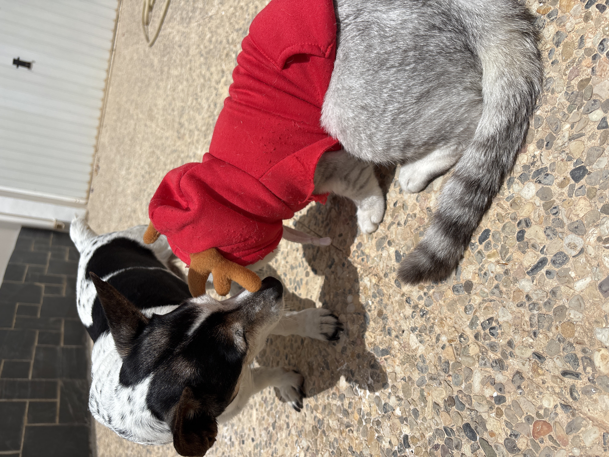 A black and white dog wearing a red Christmas sweater with reindeer antlers on its head is sniffing at a gray cat. The cat is wearing a red Christmas sweater and appears to be a Maine Coon mix. Both animals are lying on a pebbled patio. Sunlight casts shadows on the ground, suggesting it is daytime and sunny. In the background, a white garage door with a black handle is visible. The scene is outdoors in what appears to be a residential area. There is no visible text in the image.