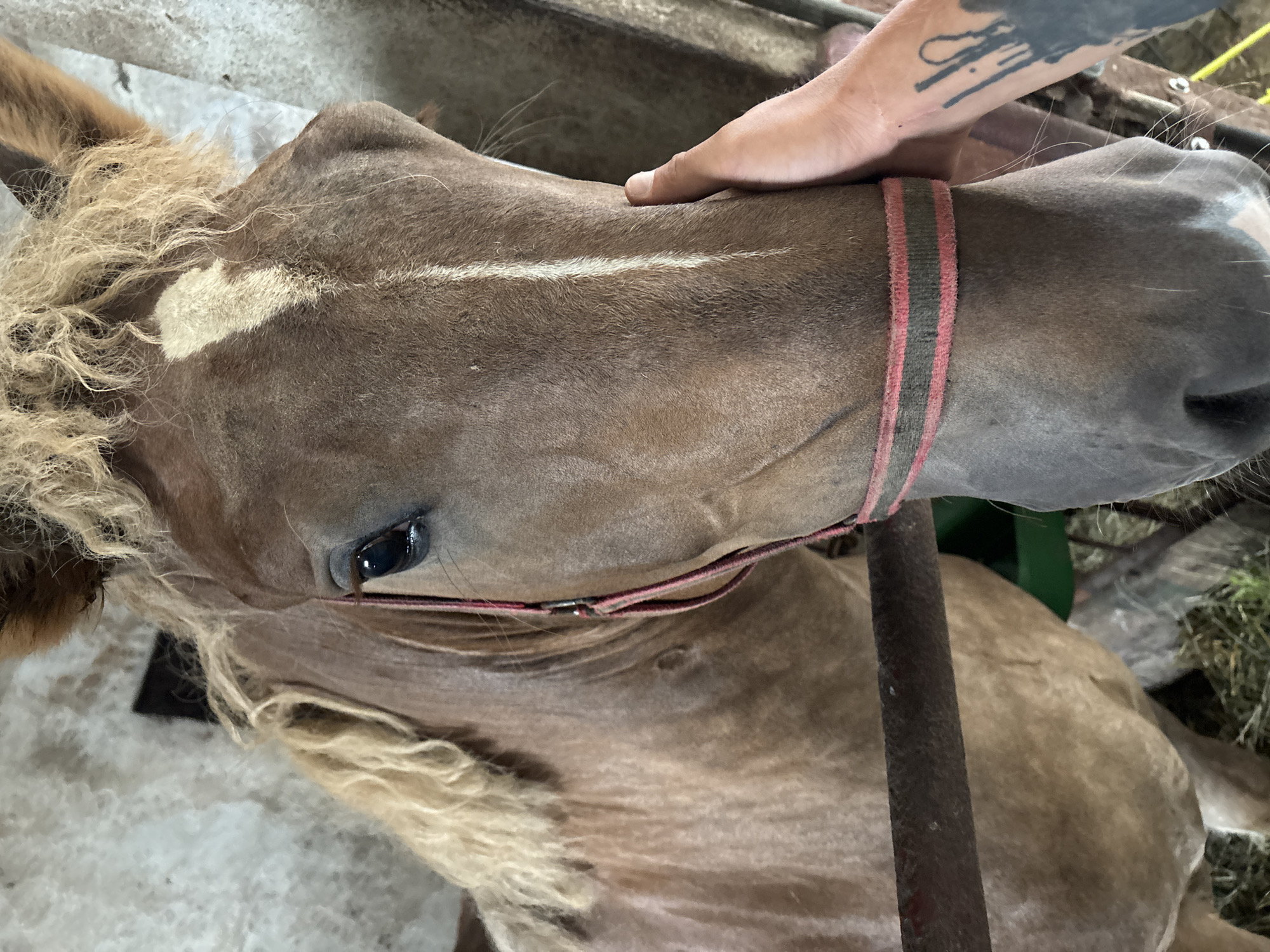 In Olszewo, Poland, a close-up shot captures a brown horse in a stable. The horse is wearing a red and gray halter. A person's hand, displaying a tattoo on their arm, is gently touching the horse's face. The background reveals the interior of a stable, with concrete walls and hay on the ground.