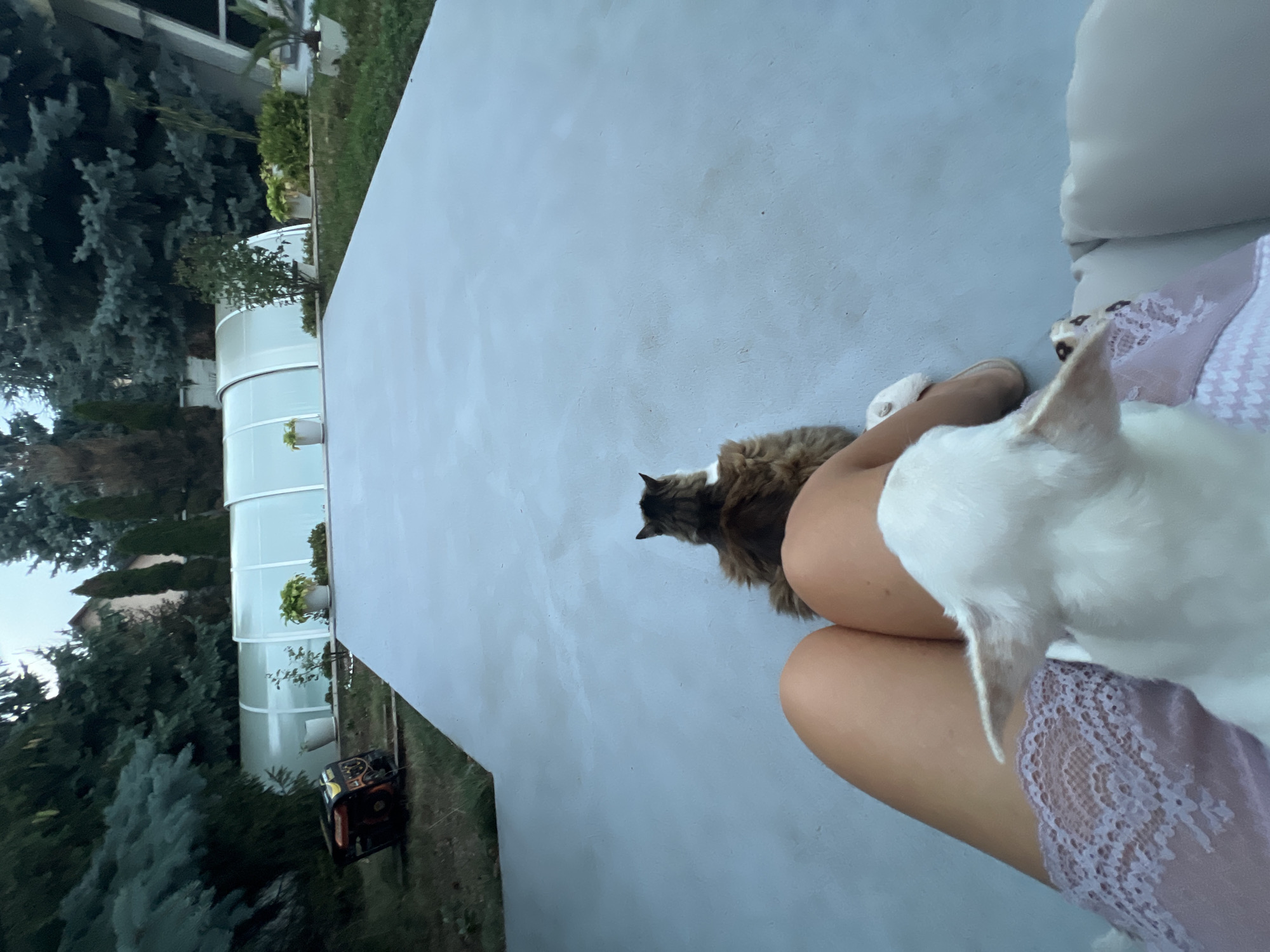 The image shows a person sitting outdoors, with a dog in their lap and a cat sitting further away on the ground. The setting appears to be a backyard with a large concrete patio, surrounded by trees and a covered swimming pool. The dog is white with distinctive large ears. The cat is a medium-haired tabby with white markings. The person is wearing a lavender lace garment on their legs. In the background, a generator is visible next to a line of trees, and the covered pool is illuminated by lights. The location is described as Fontanka, Ukraine.