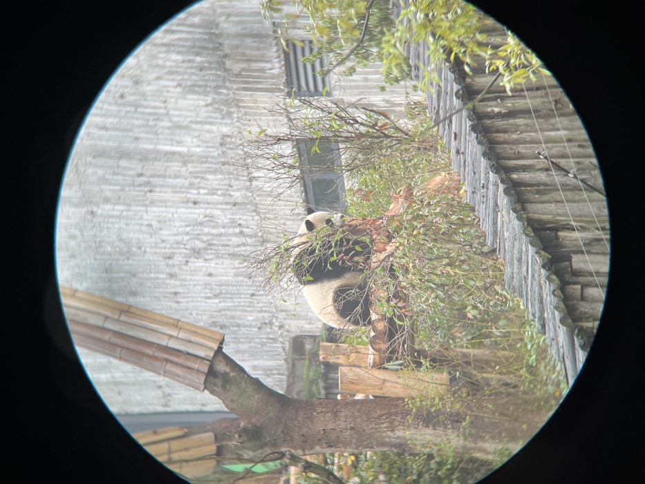 A giant panda is observed through a circular optical device within an outdoor enclosure in Xindu District, China. The panda, displaying its characteristic black and white fur, is seated on a multi-tiered wooden platform constructed from logs. Its head is partially obscured by intervening green and reddish-brown foliage, and it appears to be focused downwards. To the left of the platform, a large tree trunk is visible with bamboo-like structures attached. The background consists of a light-grey, vertically textured building wall featuring a rectangular window and horizontal ventilation slats. In the foreground, a wooden barrier or fence, composed of vertical planks topped with rounded horizontal wooden elements and strung with multiple thin wires, spans the lower section of the frame. No human subjects are present.