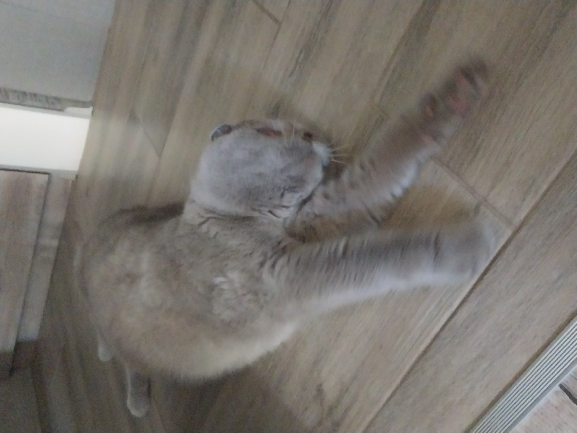 A light brown Scottish Fold cat is lying on a wooden floor. The cat is positioned diagonally across the frame, with its body stretched out. Its head is to the right, and its paws are extended forward. The cat's fur appears soft and fluffy, and its ears are folded. The wooden floor has a light brown, natural wood grain pattern. The background shows a glimpse of a cabinet and a white wall. There is a metal strip with horizontal lines on the floor in the lower left corner of the image. The image is a close-up shot, with the cat being the primary subject. The scene is indoors, on a residential floor. The location is not specified in the image data.