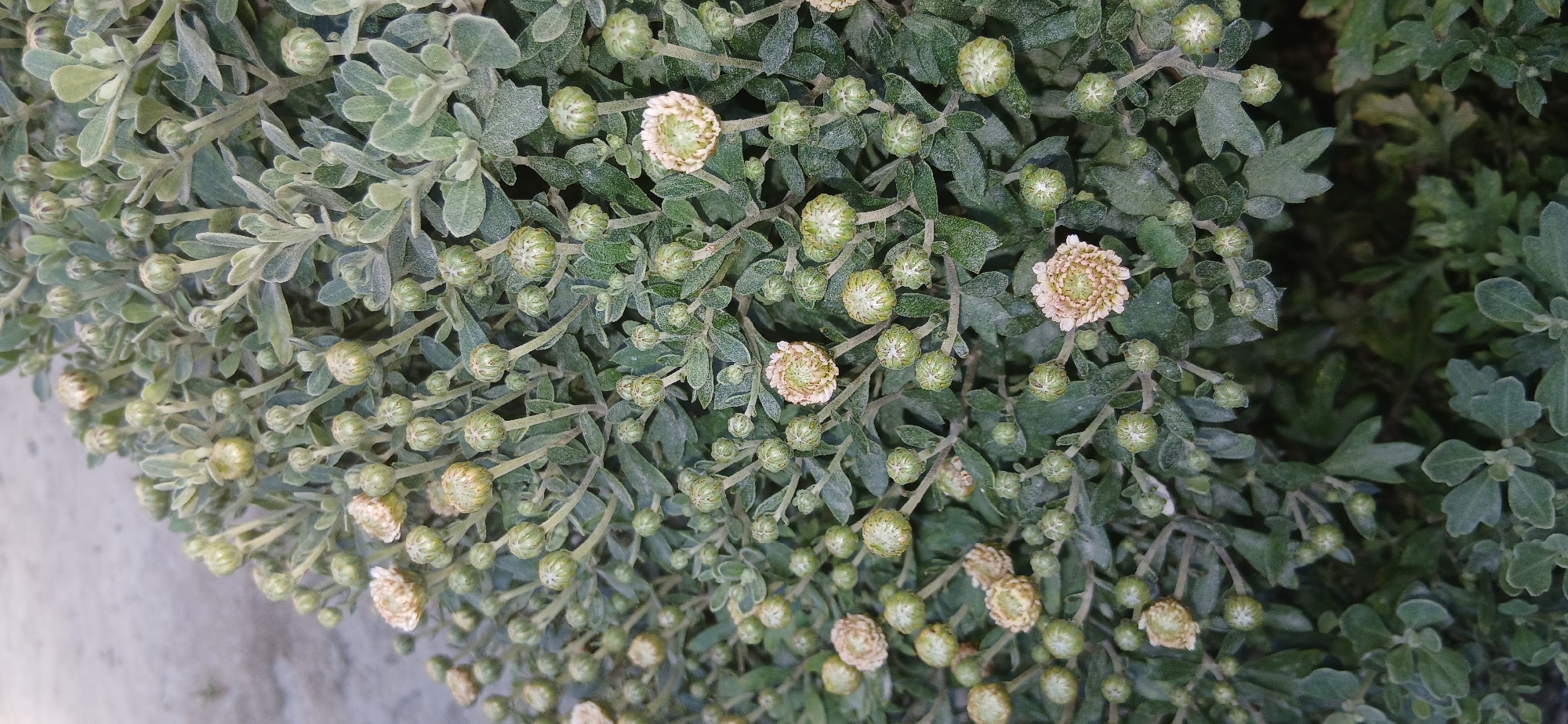 A close-up, eye-level shot captures a dense cluster of small, pale pink and cream colored chrysanthemum flowers and their developing buds against a backdrop of green foliage. The flowers, some fully open and others partially so, exhibit layered petals and a circular arrangement. Many buds, varying in size, are visible throughout the frame, some tightly closed and others showing hints of their petal structure. The leaves are a muted green, with a slightly fuzzy texture, and are densely packed, creating a textured surface. The background is softly blurred, suggesting a shallow depth of field. No people or specific location details within Andijani, Uzbekistan are discernible in this image.