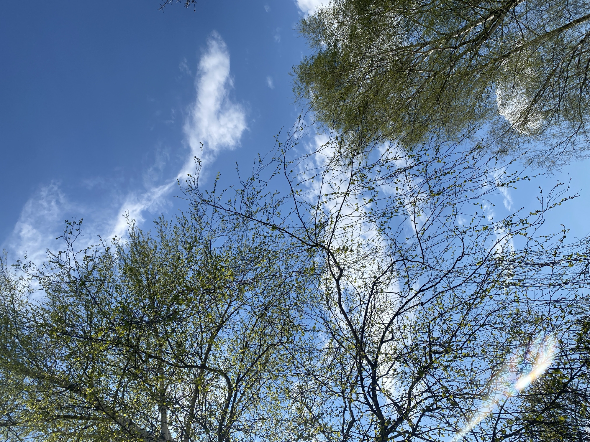A low-angle shot depicts a bright blue sky with wispy white clouds, partially obscured by the bare branches and budding green leaves of several trees. The location is Unknown, Unknown. Sunlight flares at the bottom right corner of the image.