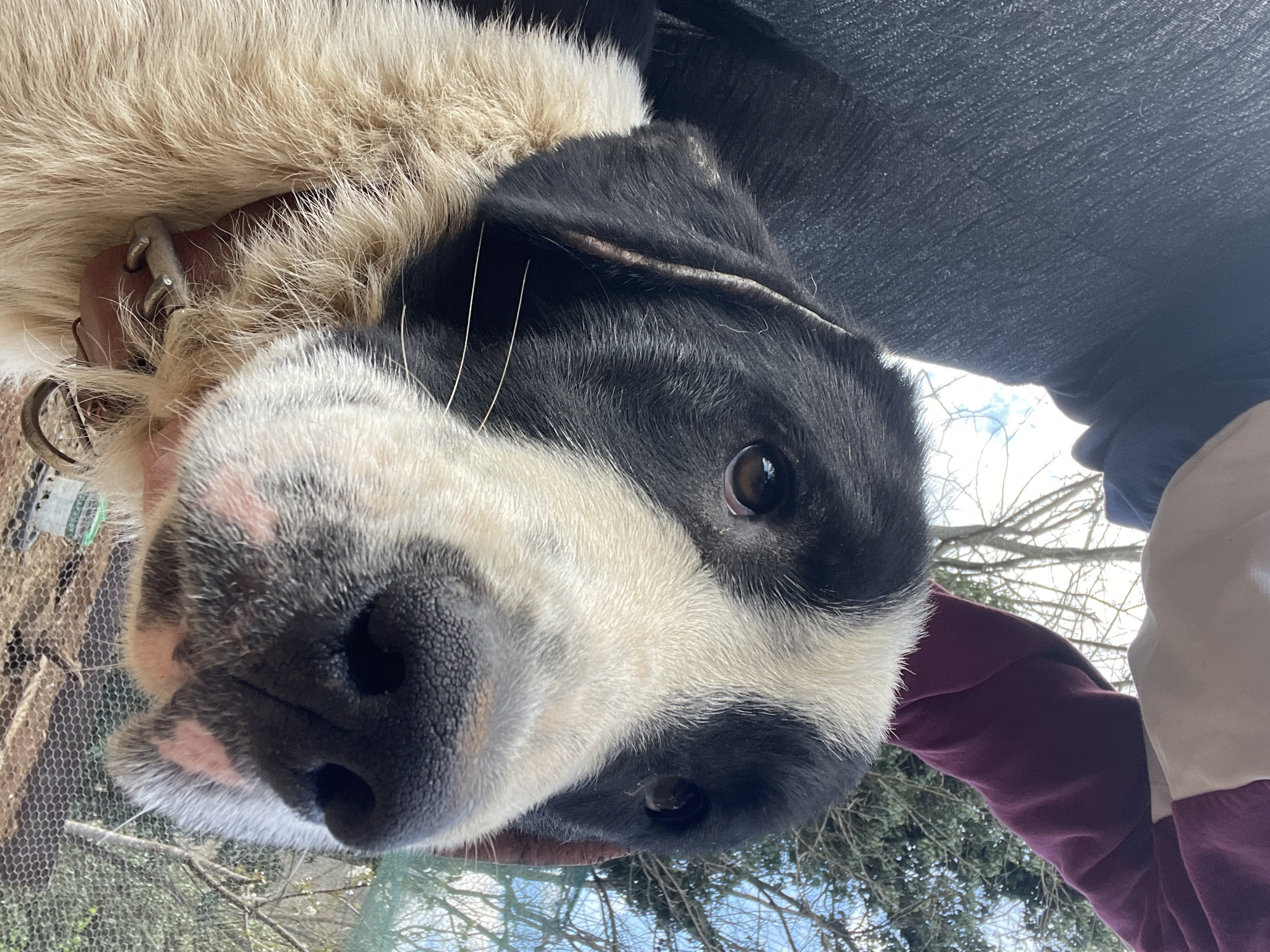A close-up, slightly tilted portrait captures the face of a large dog with a predominantly black and white coat. The dog has a fluffy, off-white ruff around its neck and a patterned face with a black muzzle, prominent black nose, and dark brown, expressive eyes. Long white whiskers fan out from its snout, and patches of pink skin are visible around its nose and cheeks. A metal dog collar with a buckle can be seen partially obscured by fur on its neck.
The dog is looking directly at the camera with a curious and gentle expression, suggesting interaction with a person. Parts of a person's clothing are visible, including a dark blue fabric above the dog's head and a maroon sleeve with a lighter-colored section to the lower right, indicating someone is likely petting or holding the dog.
The background reveals an outdoor setting under a clear, bright sky, indicating daytime. Bare tree branches are visible, suggesting cooler weather like winter or early spring. A section of a mesh fence or enclosure can be seen on the left side of the frame. The perspective is from slightly below the dog's eye level, looking upwards. No discernible text is visible in the image. The scene takes place in Zlatograd, Bulgaria.