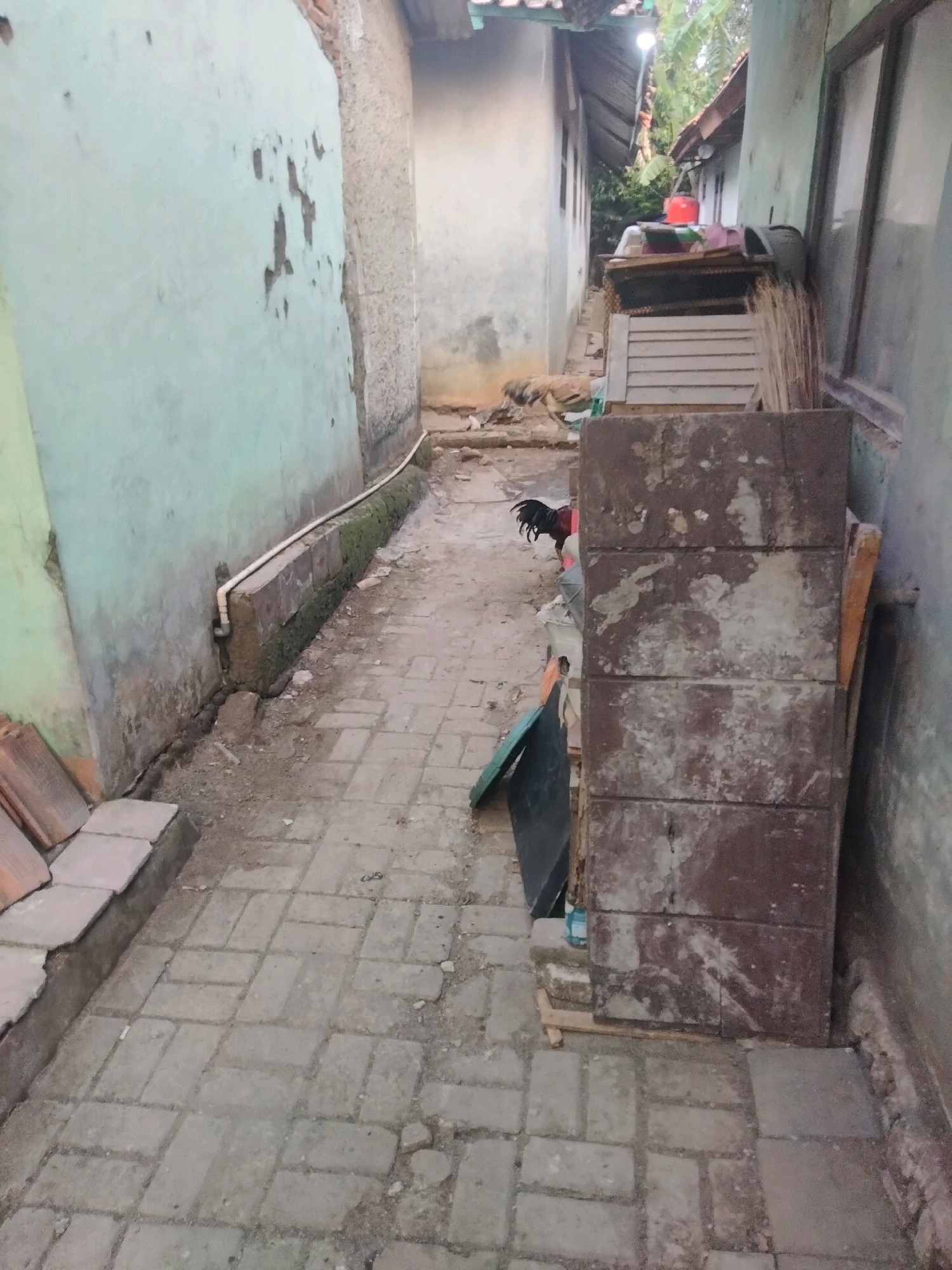The image depicts a narrow alleyway or backyard in Suka Sari, Indonesia. The ground is paved with interlocking rectangular bricks, some of which are uneven or missing, with patches of dirt and debris. On the left, a light green wall with peeling paint and visible brickwork forms the side of a building. A white pipe runs along the base of this wall, attached to a small, rough-hewn brick border. To the right, another wall, possibly a building facade, is visible, with a dusty window. Against this wall, several objects are stacked: large, dark reddish-brown rectangular blocks, some appearing to be concrete, are leaned against the wall. To their left, a rooster with dark plumage and a red comb stands facing left, partially obscured by some colorful cloth. Further back, wooden slats are stacked vertically, and a light-colored corrugated structure is visible, possibly a lean-to or storage area, topped with various items including a red bucket. The alleyway extends into the background, where more buildings and vegetation are dimly visible under a gray sky. The scene appears somewhat neglected, with debris and an unfinished or deteriorating appearance.