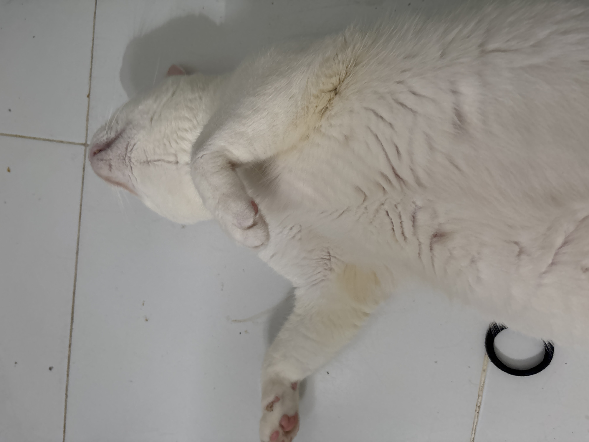 A white cat is lying on a light-colored tiled floor. The cat is positioned diagonally across the frame, with its head near the upper left corner. It is curled up, with one paw raised near its face. The tile floor is clean and features grout lines. A black hair tie is located near the lower right corner of the image. The photograph appears to have been taken indoors. The location is not discernible from the image. The location in the city of North Jakarta, Indonesia, is not discernible from the image.