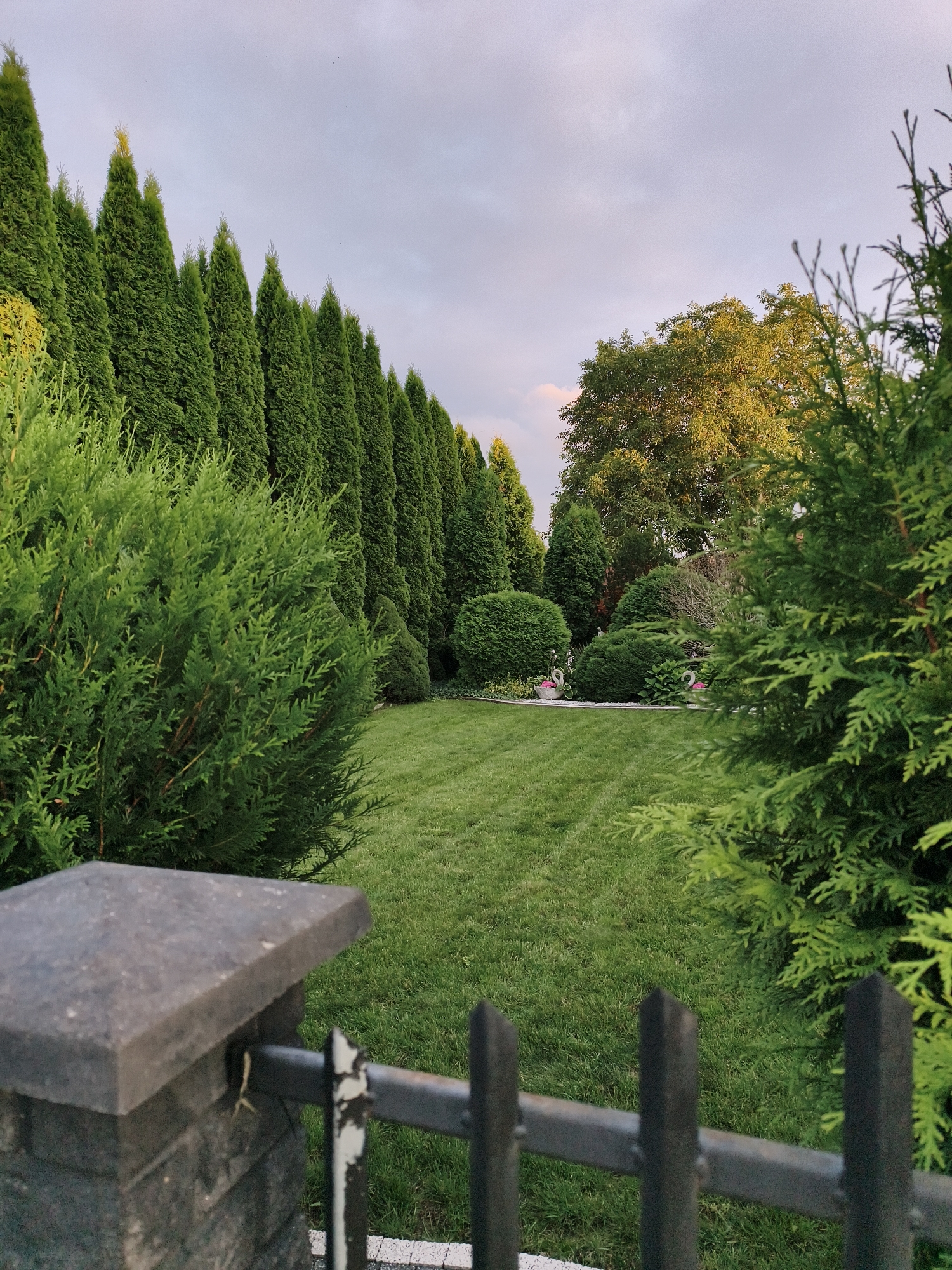 The image depicts a well-maintained garden with a neatly mowed lawn, bordered by rows of tall, conical evergreen trees on the left and a bushy evergreen on the right. In the background, there are several rounded shrubs and a large deciduous tree with yellow-tinged foliage, suggesting late afternoon or early evening light. A dark metal fence with pointed finials runs across the foreground, partially obscuring a stone pillar. The sky is overcast with hints of pale pink and blue. The scene is serene and evokes a suburban or park-like environment. No people or animals are visible, other than a very small lizard clinging to the stone pillar in the foreground. This image was taken in the city of Tczew, Poland.