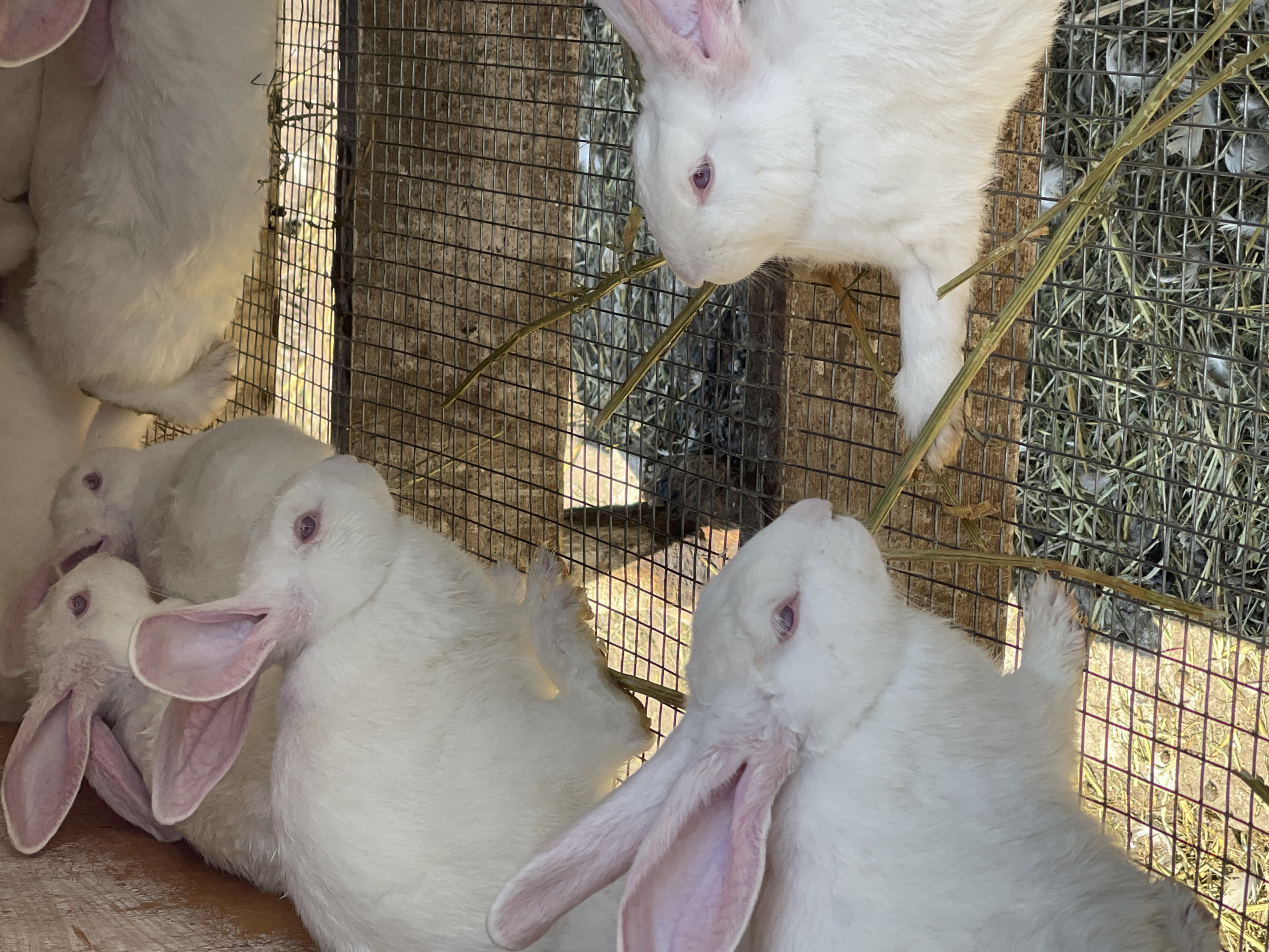 A close-up, eye-level shot shows several white rabbits in a wire cage. The rabbits have pink ears and pinkish-red eyes. One rabbit in the foreground on the left is looking forward, and its ears are perked up. Another rabbit in the foreground on the right is looking to the left, with its head tilted slightly. A third rabbit is partially visible in the upper left corner, facing left. The cage floor is made of wire mesh, and there is hay and some scattered white feathers visible below. The background is out of focus, but appears to be a wooden structure.