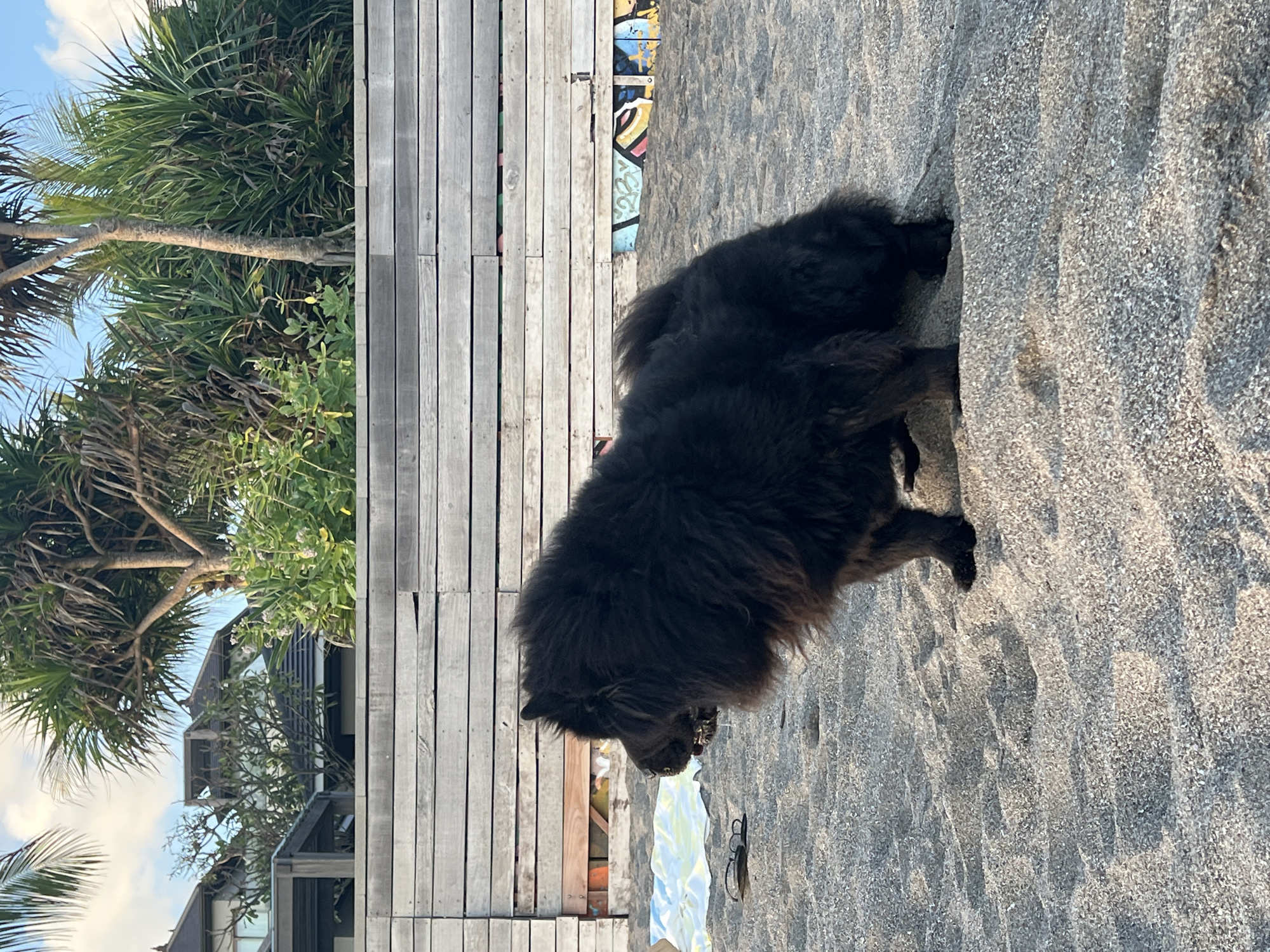 A fluffy, black Chow Chow dog stands on a sandy beach in North Kuta, Indonesia. The dog is facing left, with its head turned slightly towards the viewer. Its fur is dense and dark, obscuring its body shape. In the background, a weathered wooden fence separates the beach from a lush green tropical environment with palm trees and vegetation. The fence is constructed of horizontal wooden planks and shows signs of age. Behind the fence, glimpses of modern buildings with dark roofs can be seen peeking through the foliage. The sand is dark and coarse, with some footprints visible. A colorful blanket or towel lies on the sand to the left of the dog, along with a pair of dark flip-flops. The sky above is a pale blue with a few wispy clouds. The scene suggests a relaxed, tropical setting.