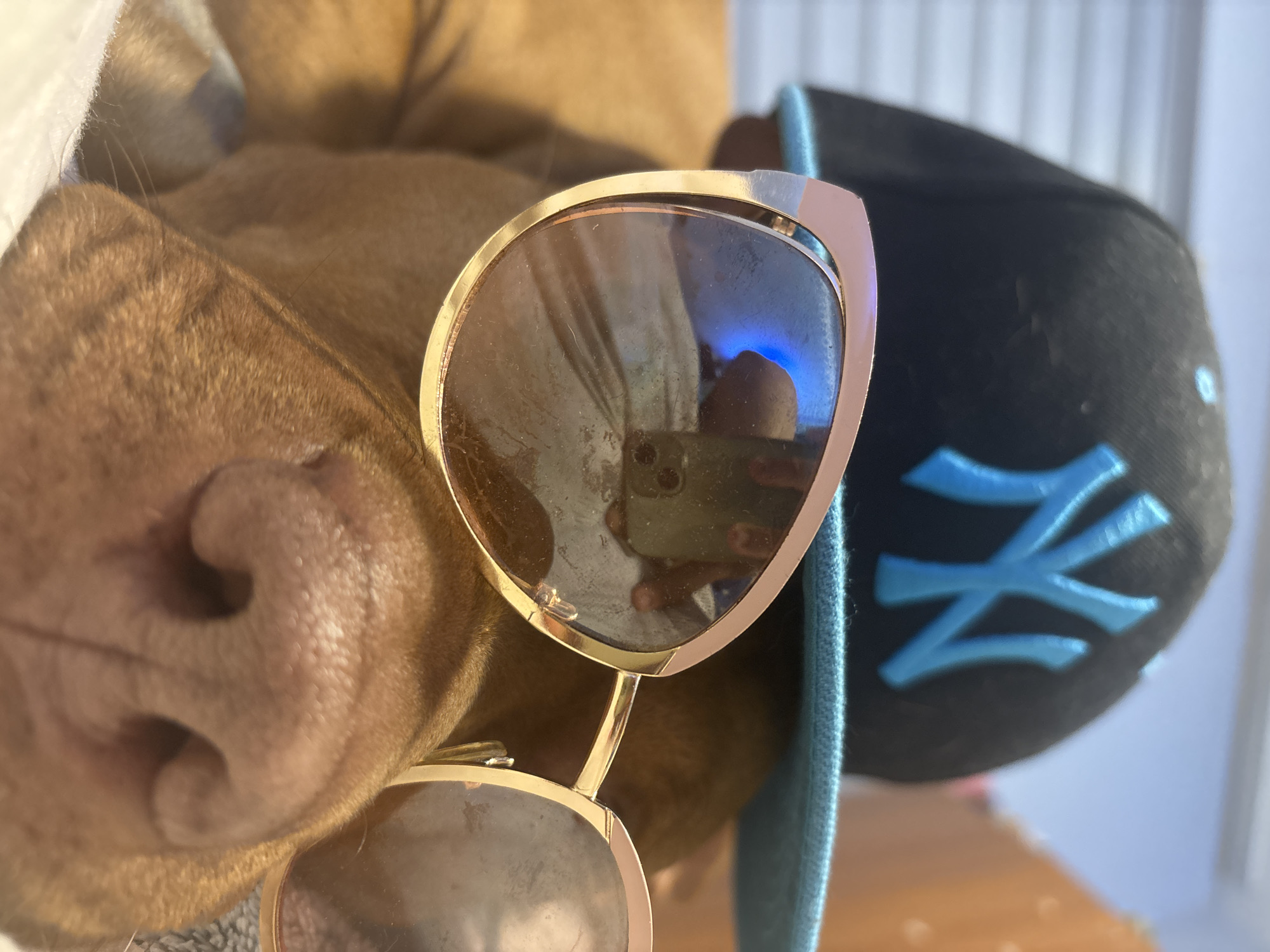 A close-up shot features a brown dog's snout resting near a pair of aviator-style sunglasses with gold frames and dark lenses, with a black baseball cap embroidered with a blue "NY" logo positioned nearby. The reflection in the sunglasses shows someone holding a phone. The location is unknown, and there is no indication of Sofia, Bulgaria.