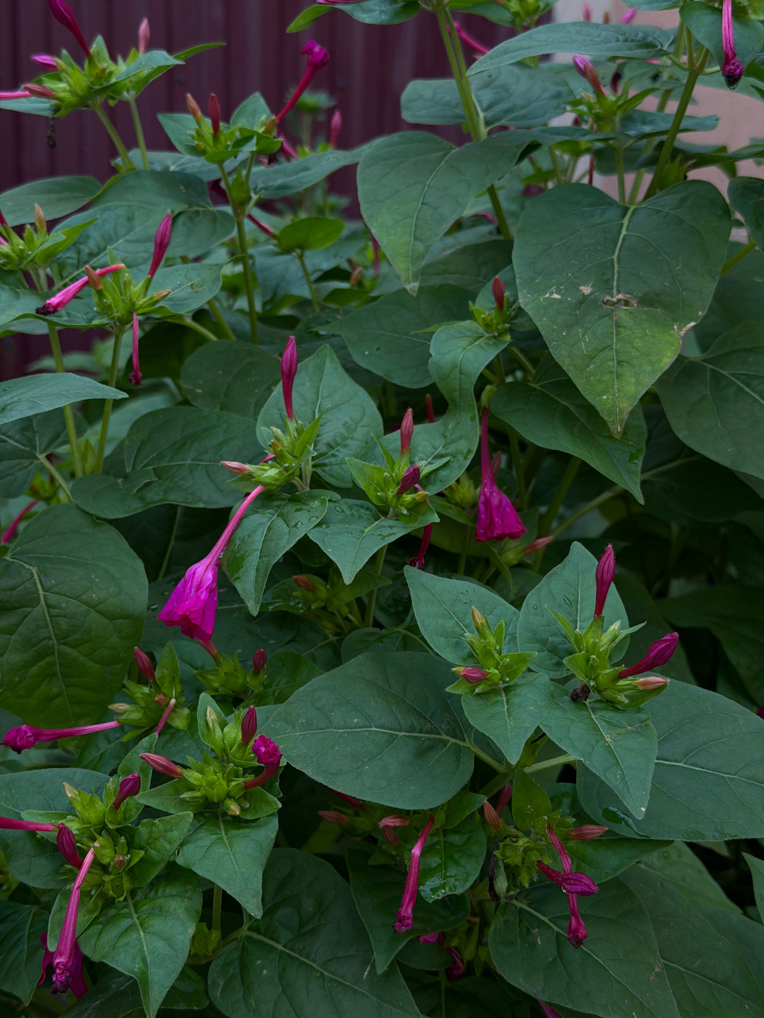 The image depicts a close-up, eye-level view of a plant with numerous pink, trumpet-shaped flowers and deep green leaves. The flowers are in various stages of bloom, with some tightly furled and others partially open, revealing their vibrant pink interior. The leaves are broad and ovate, some showing slight damage or discoloration. The background consists of a dark, reddish-brown wooden fence, suggesting an outdoor setting. The lighting appears natural, with soft shadows indicating an overcast day or late afternoon sun. There are no people or animals visible in the frame. This scene is likely found in a garden or yard, possibly in the city of Novosilka, Ukraine, given the provided context.