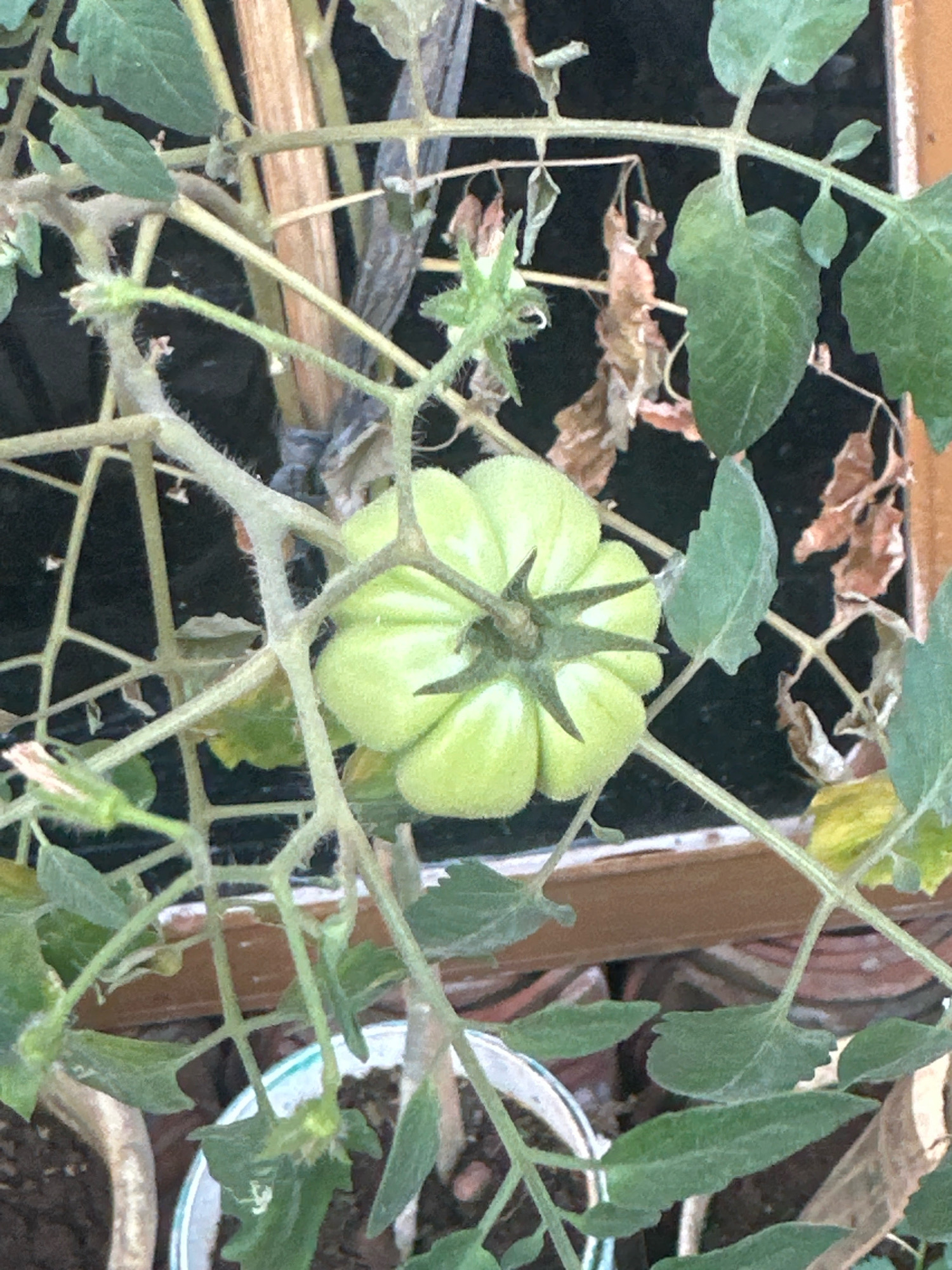 A close-up, eye-level shot captures a young, green tomato plant, likely in Margamulya, Indonesia. The plant is characterized by its fuzzy, light-green stem and the presence of a small, unripe tomato. Some of the plant's leaves are a healthy green, while others appear dry and brown, suggesting potential stress or the natural cycle of the plant. The tomato is ribbed and displays the characteristic star-like sepals at its crown. The background is a dark, indistinct blur, with hints of terracotta pots and wooden elements, suggesting an outdoor or greenhouse environment. The lighting appears natural, highlighting the textures of the plant.