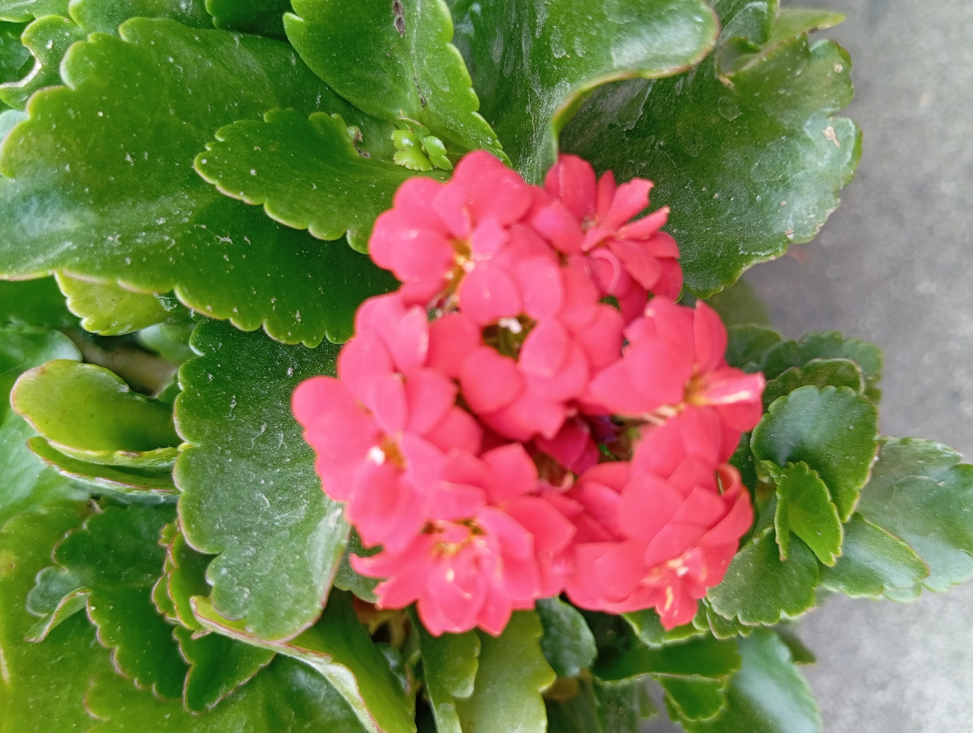 A close-up, overhead shot showcases a cluster of vibrant pink flowers nestled among lush green, serrated leaves. The flowers appear to be Kalanchoe, characterized by their small, densely packed petals. The leaves are thick and fleshy, with slightly wavy edges, typical of succulents. The background is a muted, grayish-brown surface, possibly a stone or concrete path, suggesting an outdoor urban environment. While the exact location in Şirvanlı, Azerbaijan, is not visually discernible from the image alone, the composition points to a well-maintained garden or decorative planting. There are no people or animals present, and the focus is solely on the botanical subject. The lighting is soft, indicating it may have been taken on an overcast day or in diffused light, highlighting the textures and colors of the plant.