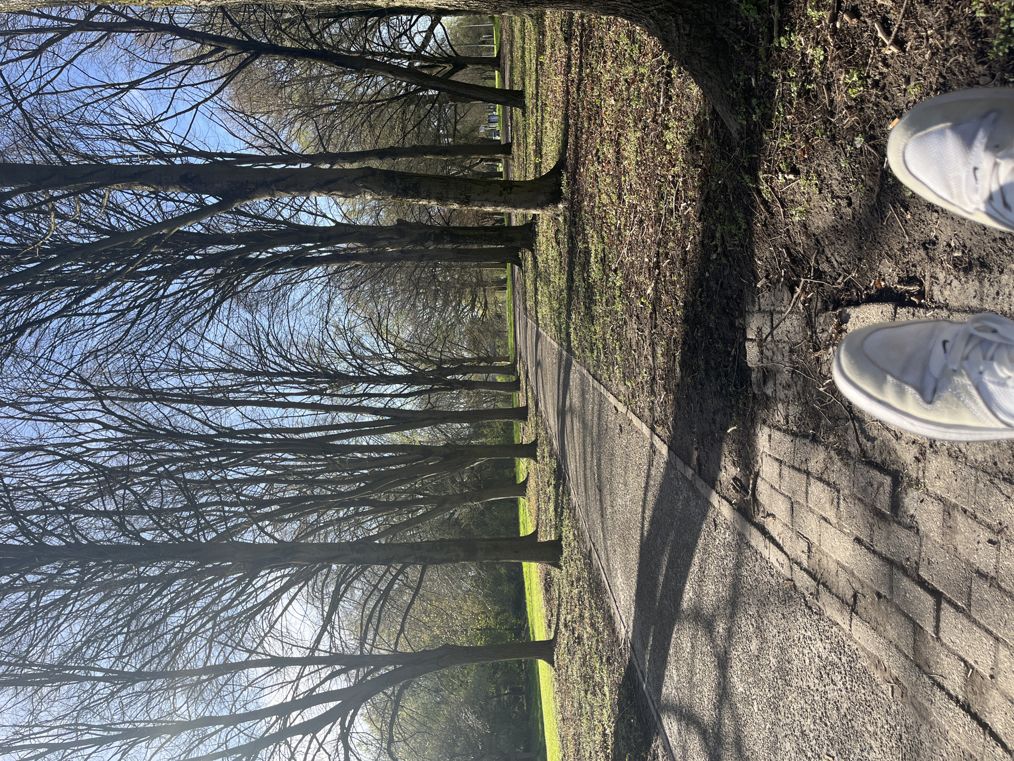 The image shows a path flanked by rows of bare trees in Maastricht, Netherlands. The path is made of asphalt and bordered by brick edging. The trees are uniform in size and shape, with their branches intertwining to create a canopy overhead. The sky is visible through the branches. The ground is covered with sparse grass and dead leaves. Two white sneakers belonging to the photographer are visible in the foreground. The light suggests it is daytime.