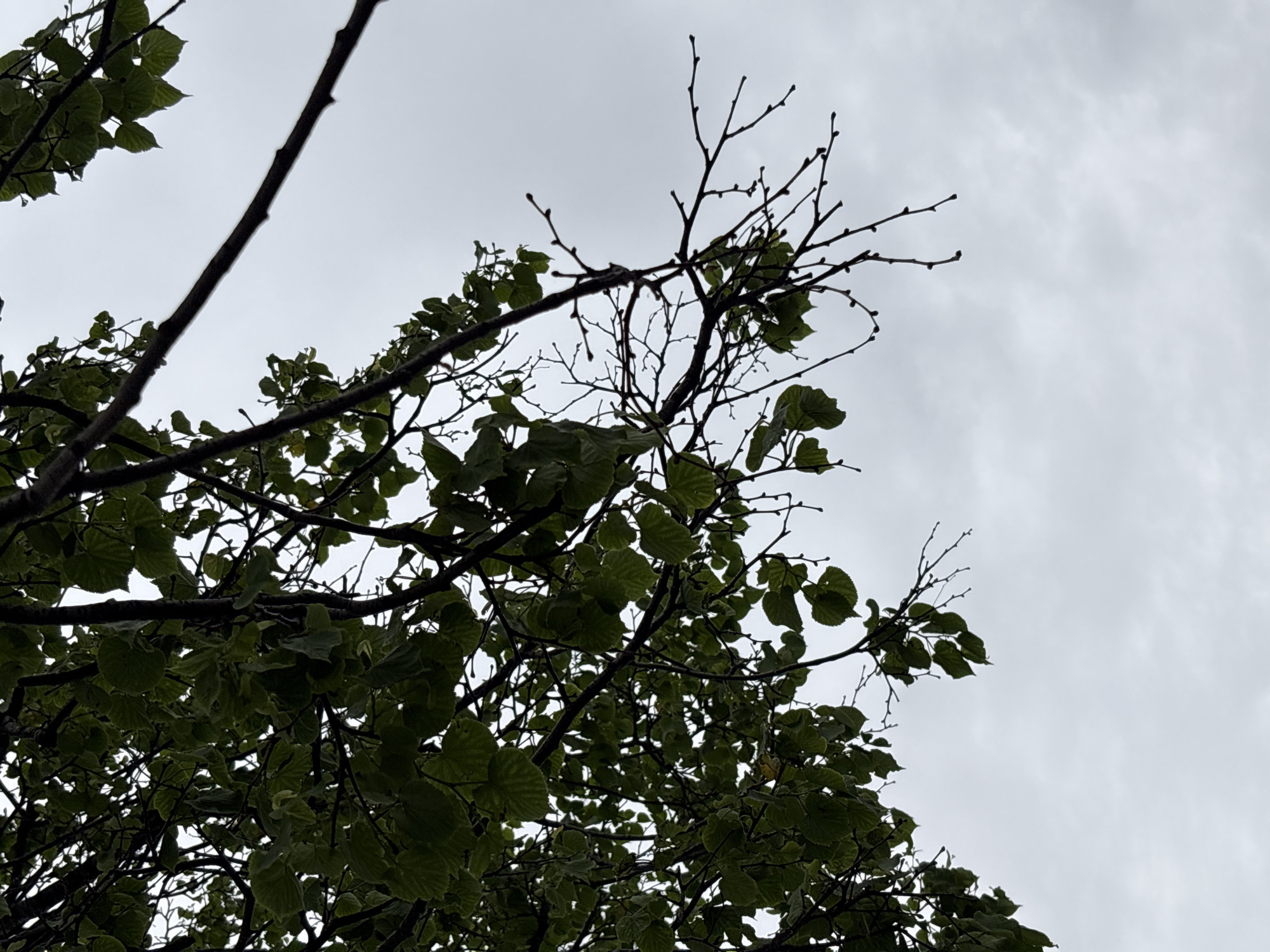 A close-up, low-angle shot captures the underside of a tree with dark branches and green leaves against a cloudy, overcast sky. The sky occupies the majority of the frame, showing a muted gray expanse. The tree branches, some thick and others thin and twiggy, are silhouetted against the bright sky. A cluster of green leaves, detailed with visible veins, is prominent on the left side of the image, with scattered leaves and bare twigs extending throughout the frame. The overall impression is one of a slightly damp, cool, or perhaps early spring or late autumn day. The image does not depict any people, specific landmarks, or any identifiable features of Saint Petersburg, Russia, beyond a general outdoor tree scene.