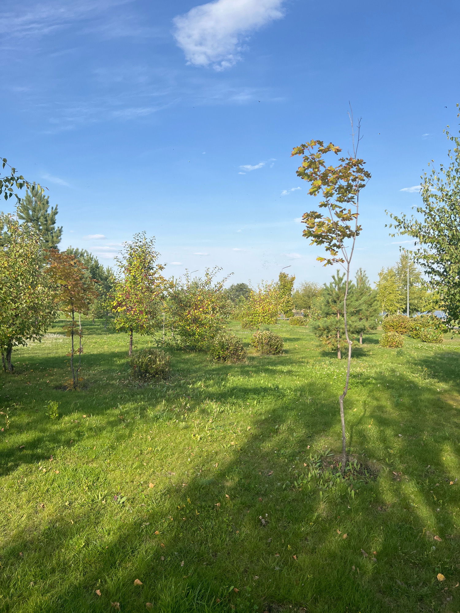 This is a photograph of a park in Kostanay, Kazakhstan, on a sunny day. The sky is a clear blue with scattered white clouds. The park is covered in green grass, with several trees and bushes. In the foreground, there is a young tree with sparse leaves that are turning yellow and orange, indicating it is autumn. Shadows from unseen trees fall across the grass. In the background, there are more trees, some of which are also showing autumn colors, and a few small bushes. The overall scene is peaceful and natural.