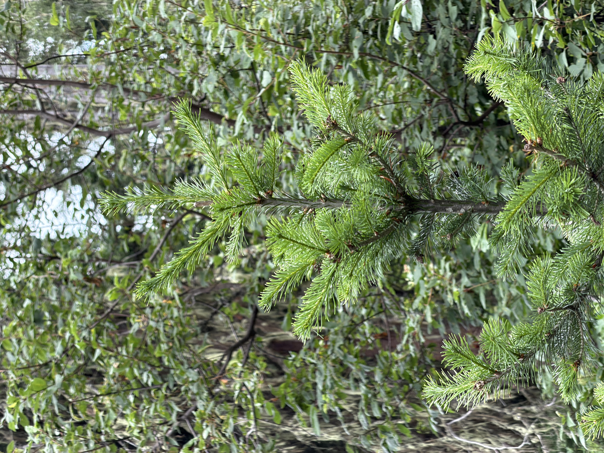 This is a vertical, medium-shot photograph of a young pine tree in the foreground, set against a blurred backdrop of lush green foliage. The pine tree is vibrant green with sharp, needle-like leaves. Its trunk is visible in the center of the frame, with branches extending outwards. The background is a dense collection of various green trees and leaves, suggesting a forest or woodland setting. The lighting is soft and diffused, indicating an overcast day or shaded area. There are no people or animals visible in the image. The scene appears to be located in Souzga, Russia, likely in a natural environment given the dense forest.