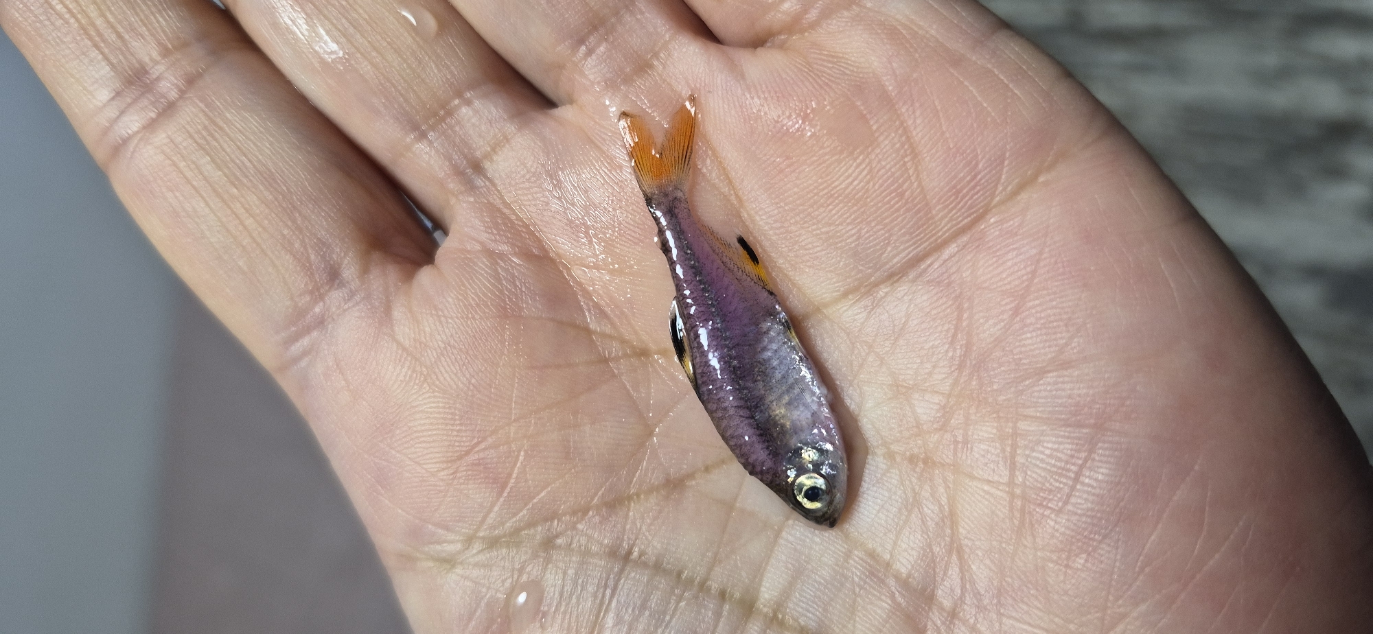 A small, translucent fish with purple and silver scales and an orange tail is held in the palm of a person's hand. The hand is wet, with several water droplets visible on the skin. The fish is positioned horizontally in the center of the frame, with its head facing left. The background is out of focus and appears to be a gray, textured surface. There is no information about the city of Ussurijsk, Russia, in the image.