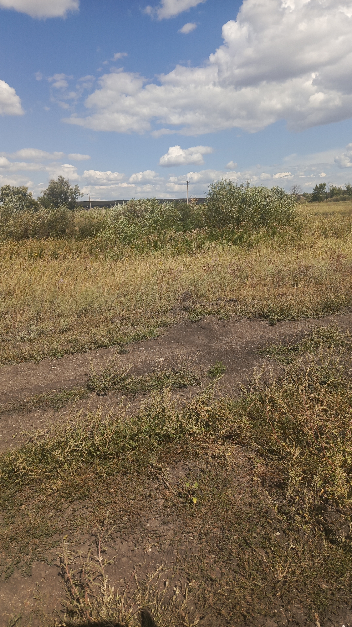 The image shows a dirt road cutting through a dry, grassy field under a bright blue sky with scattered white clouds. The field is dominated by tall, golden-brown grass and patches of green scrubby bushes. In the background, there is a line of trees and more dense vegetation, with power lines visible above them. The overall impression is of a rural or undeveloped landscape. The location is Oktyabr'skii Gorodok, Russia.