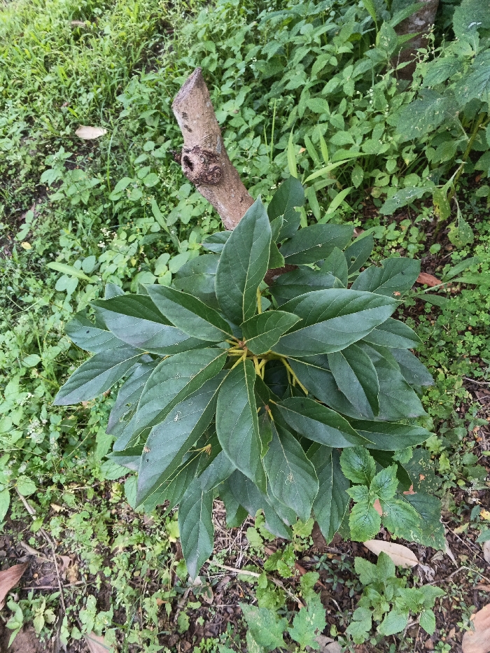 This image displays a young plant with dark green, ovate leaves emerging from a light brown, woody stump. The plant's leaves are arranged in a radial pattern, forming a dense cluster, with some exhibiting minor surface imperfections. The stump, positioned in the upper-left quadrant, features a rough, uneven top cut and a visible knot-like protrusion on its side. The surrounding ground is covered with various green groundcover plants and weeds, interspersed with patches of dark brown soil and scattered dried foliage. The scene represents an outdoor natural environment. No individuals, explicit actions, or interactions are depicted. This location is in Mianyang, China.