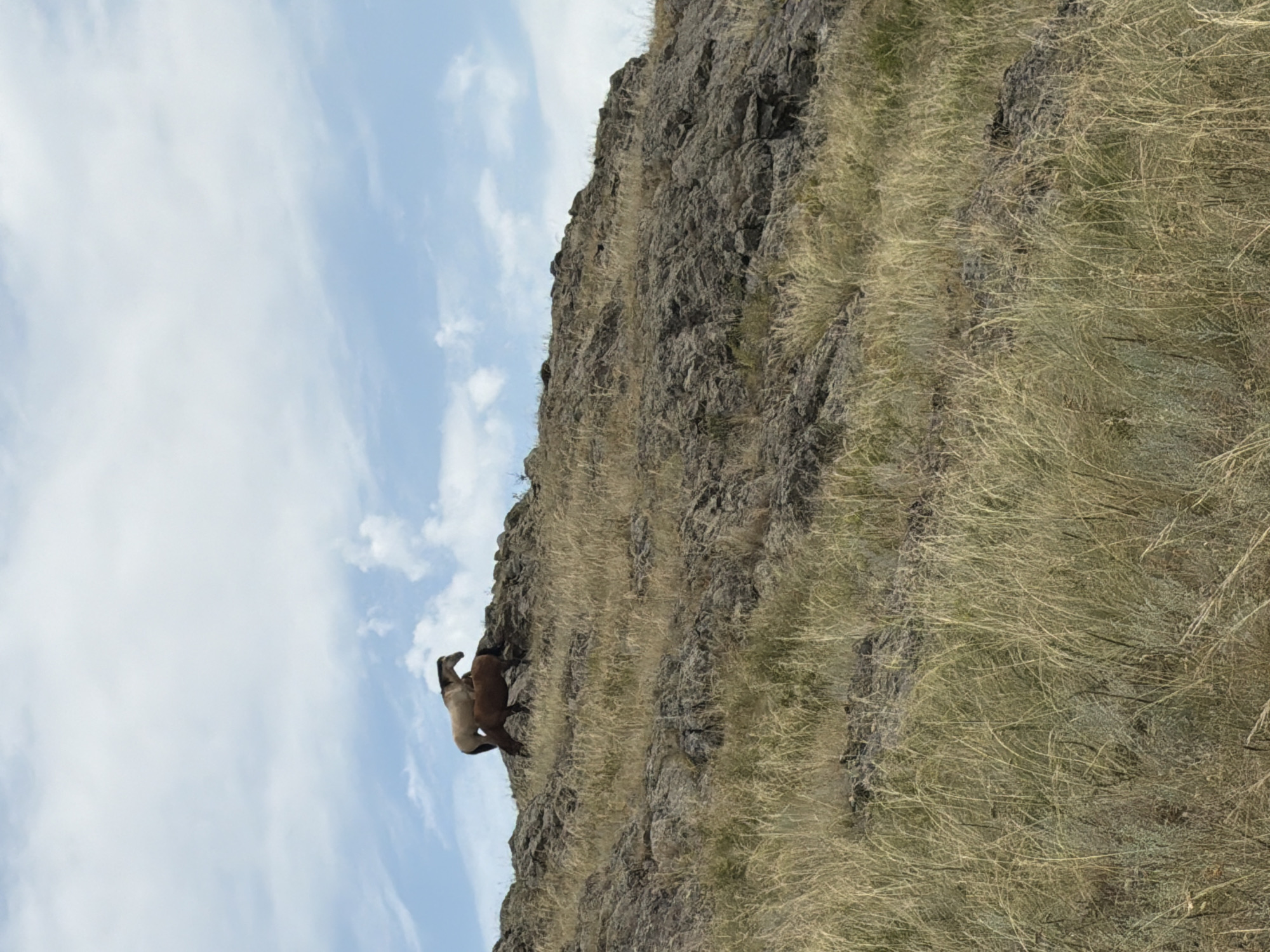 Two horses stand on a rocky, grassy hill under a partly cloudy sky. One horse, light brown and white, is positioned on top of a darker brown horse. The landscape is arid with dry grass and scattered rocks. The sky is blue with scattered white clouds.