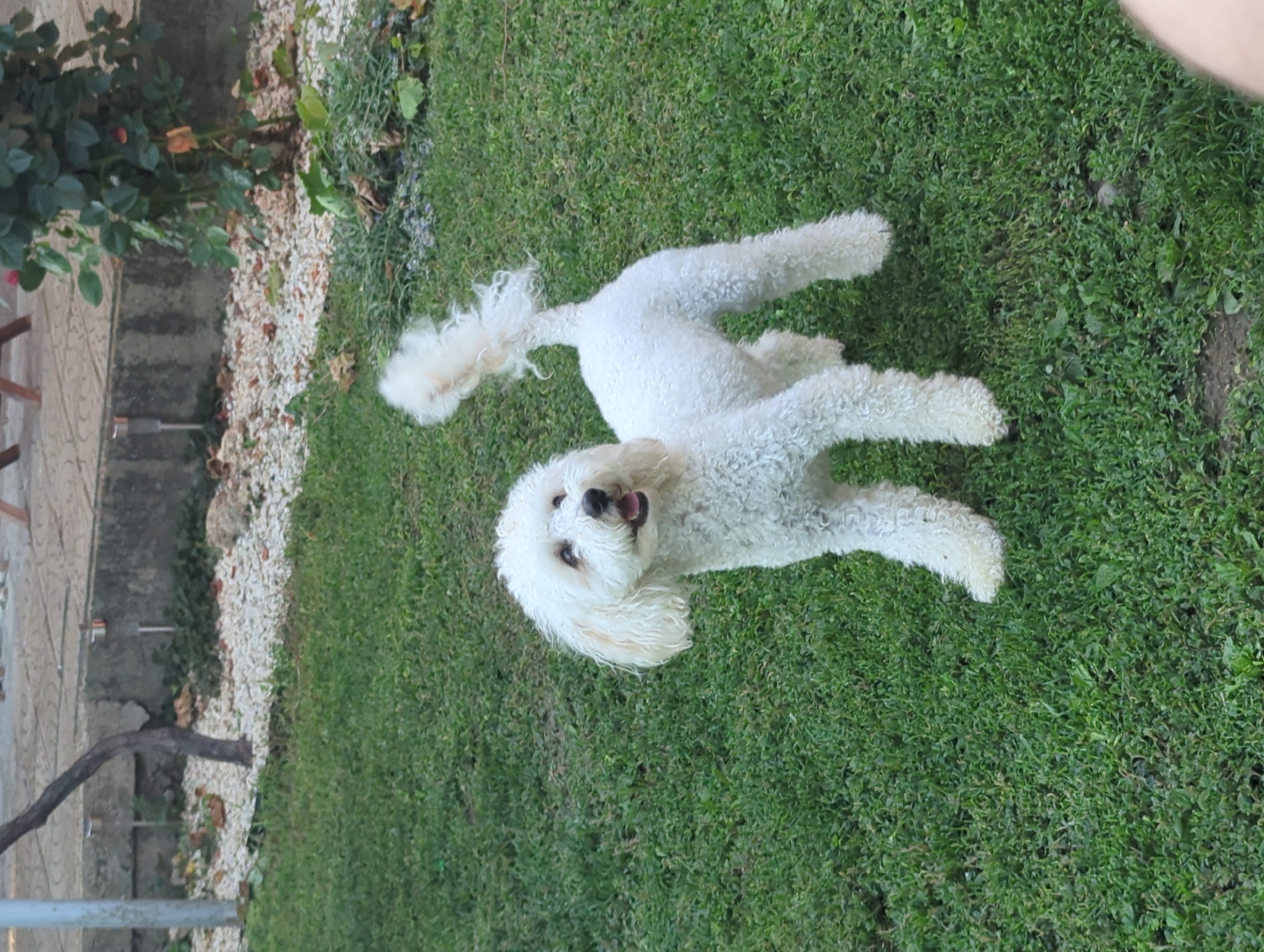 A small, fluffy white dog with curly fur is lying on a vibrant green lawn. The dog is positioned on its back, with its head tilted back and its mouth open in what appears to be a happy expression. Its tail, also curly and fluffy, is held up and curved over its body. The dog's eyes are visible, and it has dark fur around its nose and mouth.
The setting is an outdoor garden. To the left of the dog, there is a paved area with a light-colored stone pattern. Next to the paving, there is a raised garden bed filled with white gravel and some fallen leaves. A rose bush with dark green leaves and a few red buds is visible in this area. A thin, dark branch from a tree or vine extends into the frame from the lower left. The background is dominated by the green grass, with some patches of darker soil visible.
The lighting suggests it is daytime, possibly late afternoon given the soft light and shadows. The weather appears to be pleasant, suitable for being outdoors. There is no visible text in the image. The overall impression is one of a playful and content dog enjoying a moment in the garden. The location context of Oryahovo, Bulgaria, places this scene in a specific geographical setting.