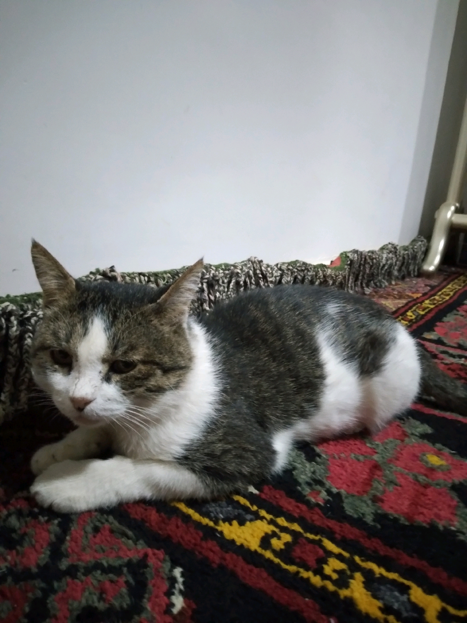 A tabby and white cat is lying on a rug with a patterned design. The cat is facing left with its eyes partially closed. Its fur is gray, white, and black. The rug has a red, black, yellow, and green pattern. In the background, a white wall is visible, and a portion of a metal object, possibly furniture, is present on the right side. The image does not provide any information to determine a specific location in the city of Baki, Uzbekistan.