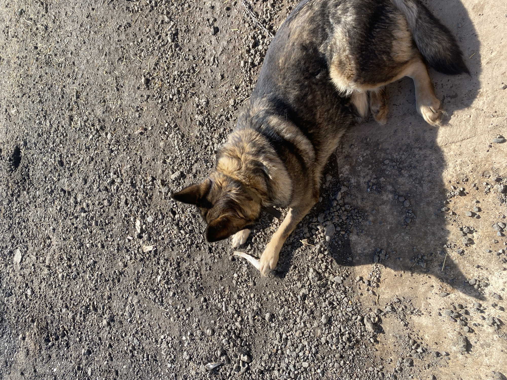 A high-angle shot depicts a medium-sized dog lying on its side in what appears to be a gravelly area. The dog has dark fur with lighter patches, particularly around its legs and neck. The ground surface is a mixture of gravel and some smoother concrete-like material. A small bone or piece of trash is near the dog's front paw. The area is outdoors and illuminated by sunlight, casting shadows from the dog. The location is Chaikovsky, Russia.