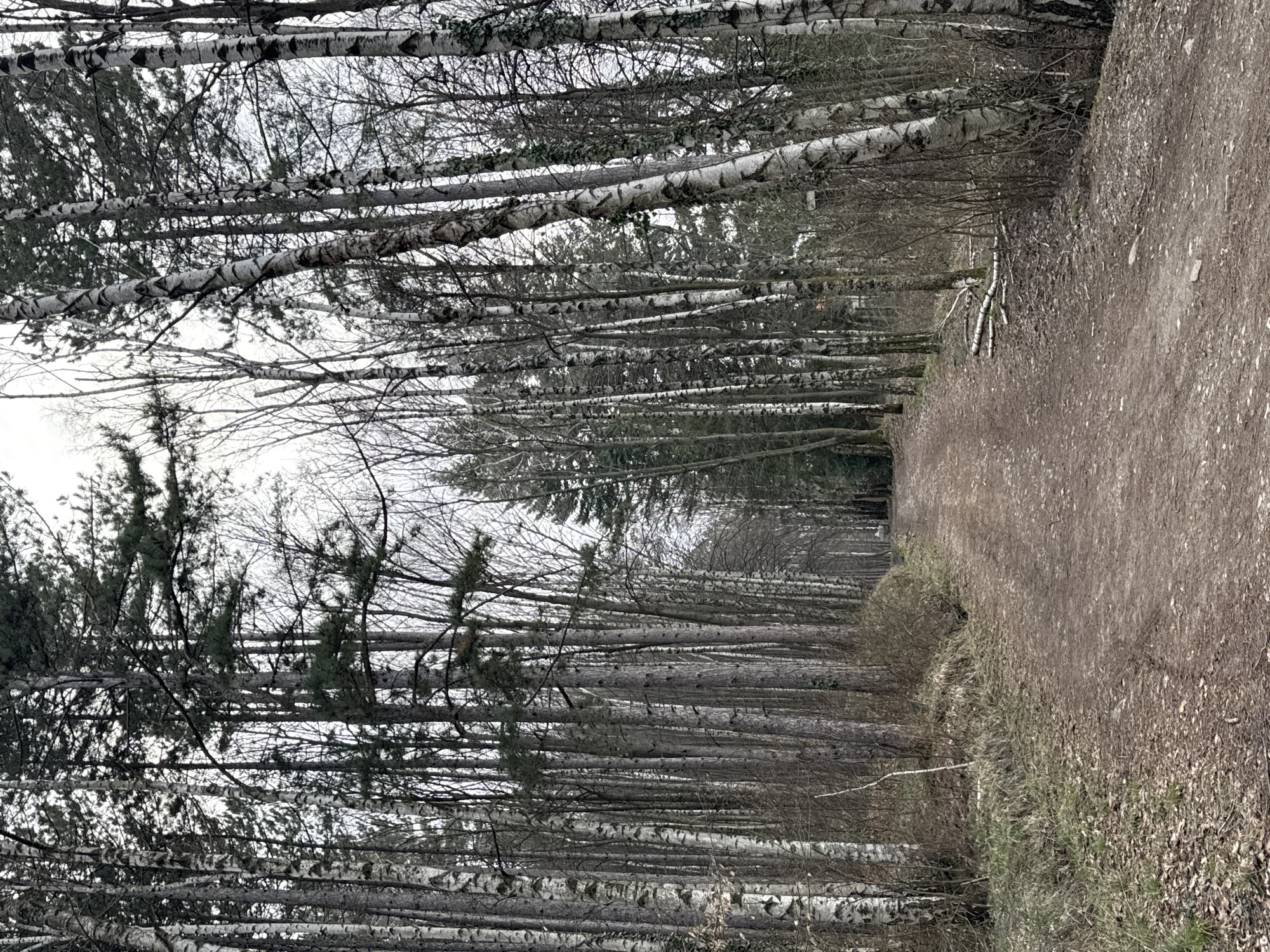 The image shows a dirt path cutting through a dense forest of birch trees, likely located in or near Sofia, Bulgaria, though no specific landmarks or indications confirm the precise location within the city. The birch trees are characterized by their white bark with black markings, densely packed together. Some evergreen trees with darker needles are also interspersed among the birch. The path, composed of brown soil and organic debris, runs into the distance, appearing slightly downhill. The vegetation along the path includes dry grasses and fallen leaves, suggesting a transition season, possibly late autumn or early spring. There are no people or animals visible in the image. The sky is overcast, creating a diffused light that minimizes sharp shadows. The overall scene is one of natural woodland.