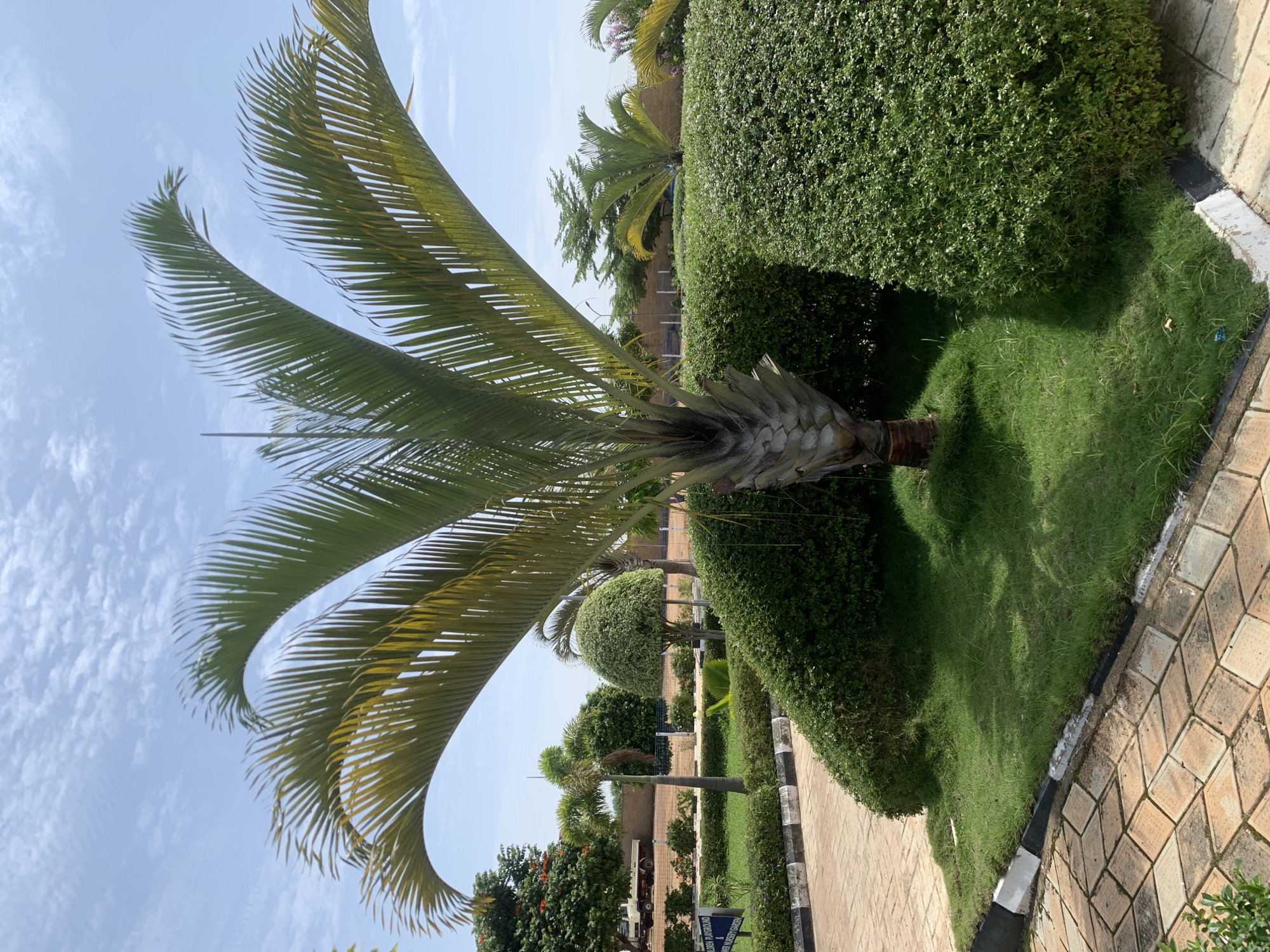 The image depicts a well-maintained garden area with a bright, overcast sky. The foreground is dominated by the fronds of a palm tree, which fan out from a textured trunk. Adjacent to the palm is a neatly trimmed, dense green hedge, forming a curved boundary. Beyond the hedge, more manicured greenery, including a spherical topiary, can be seen, suggesting a formal garden design.
A paved pathway, made of light-colored square tiles with darker grout, runs alongside the lawn and hedges, bordered by a strip of black and white paint. This pathway suggests a public or landscaped area. In the background, other trees and structures are visible, including what appears to be a brick wall and a white truck, hinting at a developed setting. The overall impression is one of a serene and organized outdoor space.
The time of day is likely daytime, given the brightness of the sky and the presence of shadows. The weather appears to be overcast, with a light scattering of clouds. There is no specific activity or event captured; the image is a still scene of the garden.
A sign with text is partially visible in the middle ground, near the pathway. While most of the text is illegible, segments like "CHILDREN PLAYGROUND" and "& NURSERY GARDEN" can be discerned, providing clues about the location's purpose. The context of Jos, Nigeria, suggests a tropical or subtropical climate, consistent with the presence of palm trees and lush vegetation. The scene evokes a sense of calm and order.