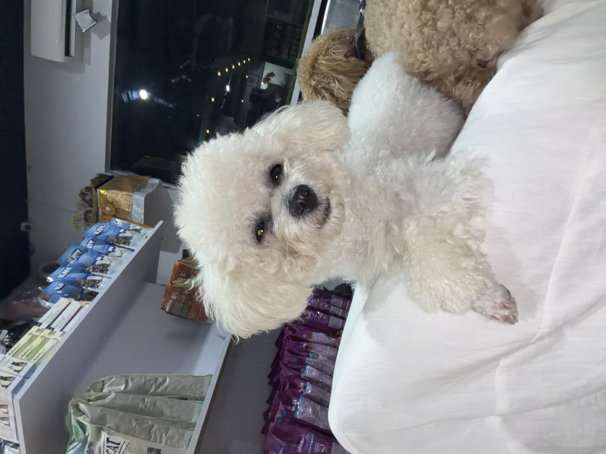 A white Bichon Frise dog lies on a white surface, potentially a bed or examination table. Another brown, curly-haired dog partially appears in the frame. The setting seems to be inside a shop, evidenced by the shelves stocked with pet-related products. Packages of dog and cat food, along with other items, are neatly arranged on the shelves. Based on the pet-related products and the indoor setting, the scene might be a pet store or veterinary clinic. No specific location details within Kedewatan, Indonesia, are discernible from the image.