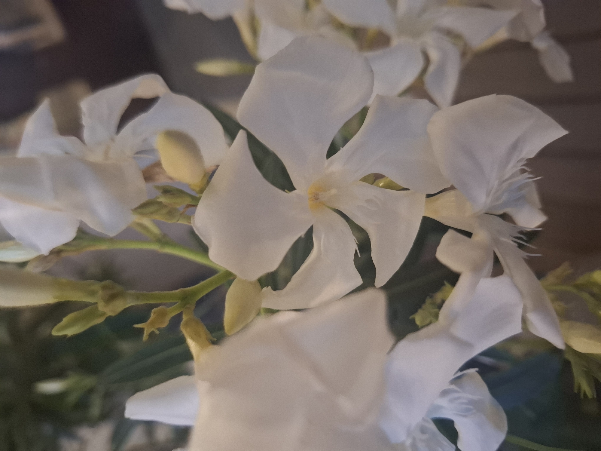 A close-up, slightly out-of-focus photograph showcases a cluster of delicate white flowers with yellow centers. The petals are soft and translucent, with some showing signs of wilting or fraying at the edges. Several small, pale green buds are visible among the blooms, some partially obscured by the white petals. The background is a soft blur of dark green foliage and muted brown, suggesting an outdoor or dimly lit indoor setting. There is no visible evidence of human presence or activity in the image. The scene is devoid of any specific landmarks or identifying features that would indicate its location in Verkhovskoye, Russia, or any other city.