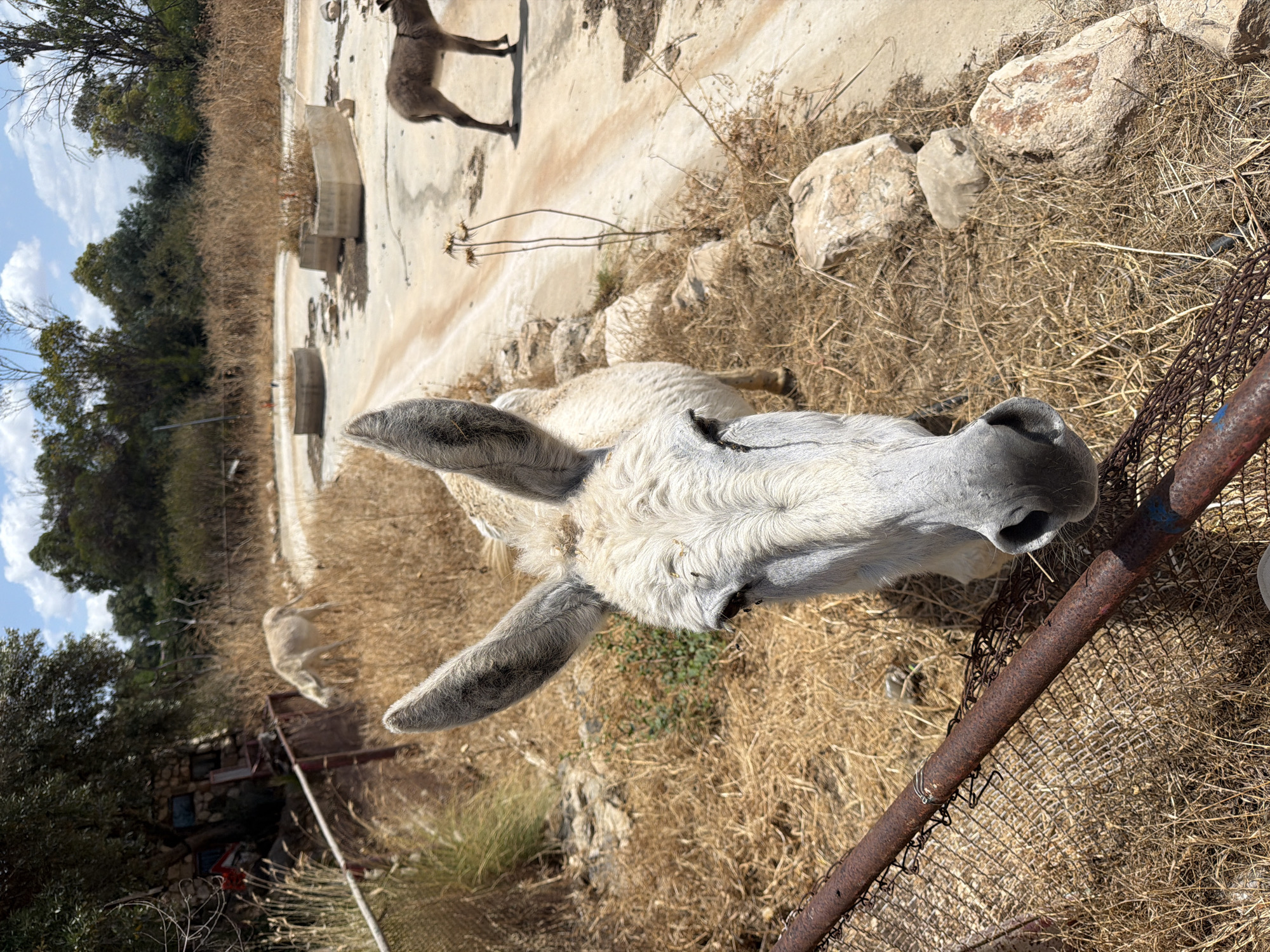 The image depicts a light-colored donkey in the Gilboa Regional Council, Israel. The donkey is positioned close to a rusty metal fence and lies in dry grass. In the background, there is a light brown dog and some concrete structures. Trees and vegetation are visible, and the sky is blue with some clouds.