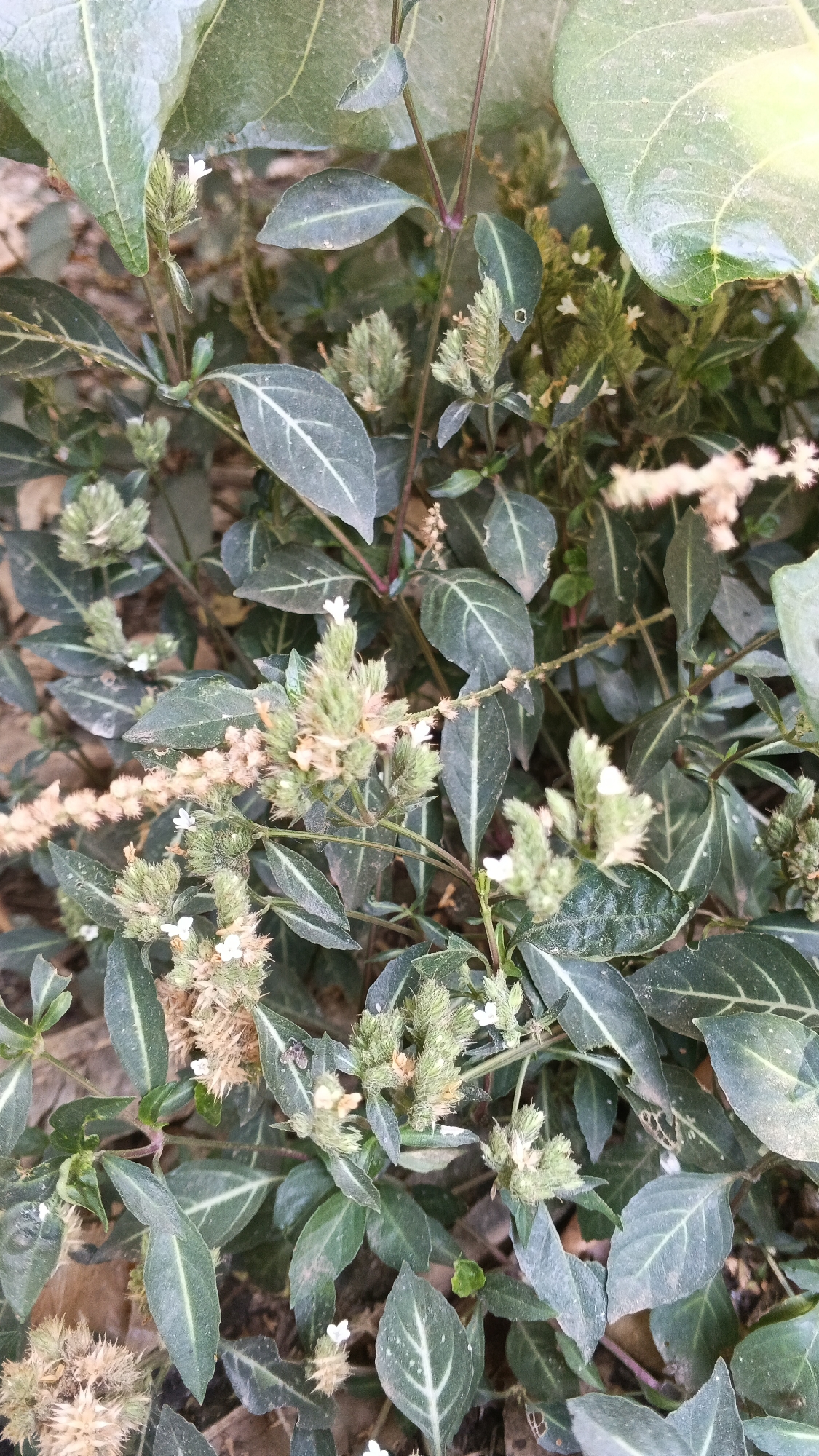 In a close-up, outdoor, eye-level shot, a cluster of green plants with narrow, dark green leaves, each marked with a prominent white stripe down the center, fills the frame. The leaves are arranged alternately along thin, dark reddish-purple stems. Some of the plants bear small, fuzzy, cone-shaped flower spikes, predominantly light green in color, with a few delicate white blossoms peeking through. Scattered amongst the foliage are dried, brown, spiky seed heads and lighter brown, dry stalks of previous blooms. The background consists of blurred brown and green earth and foliage, suggesting a natural, uncultivated setting. No people or animals are visible.