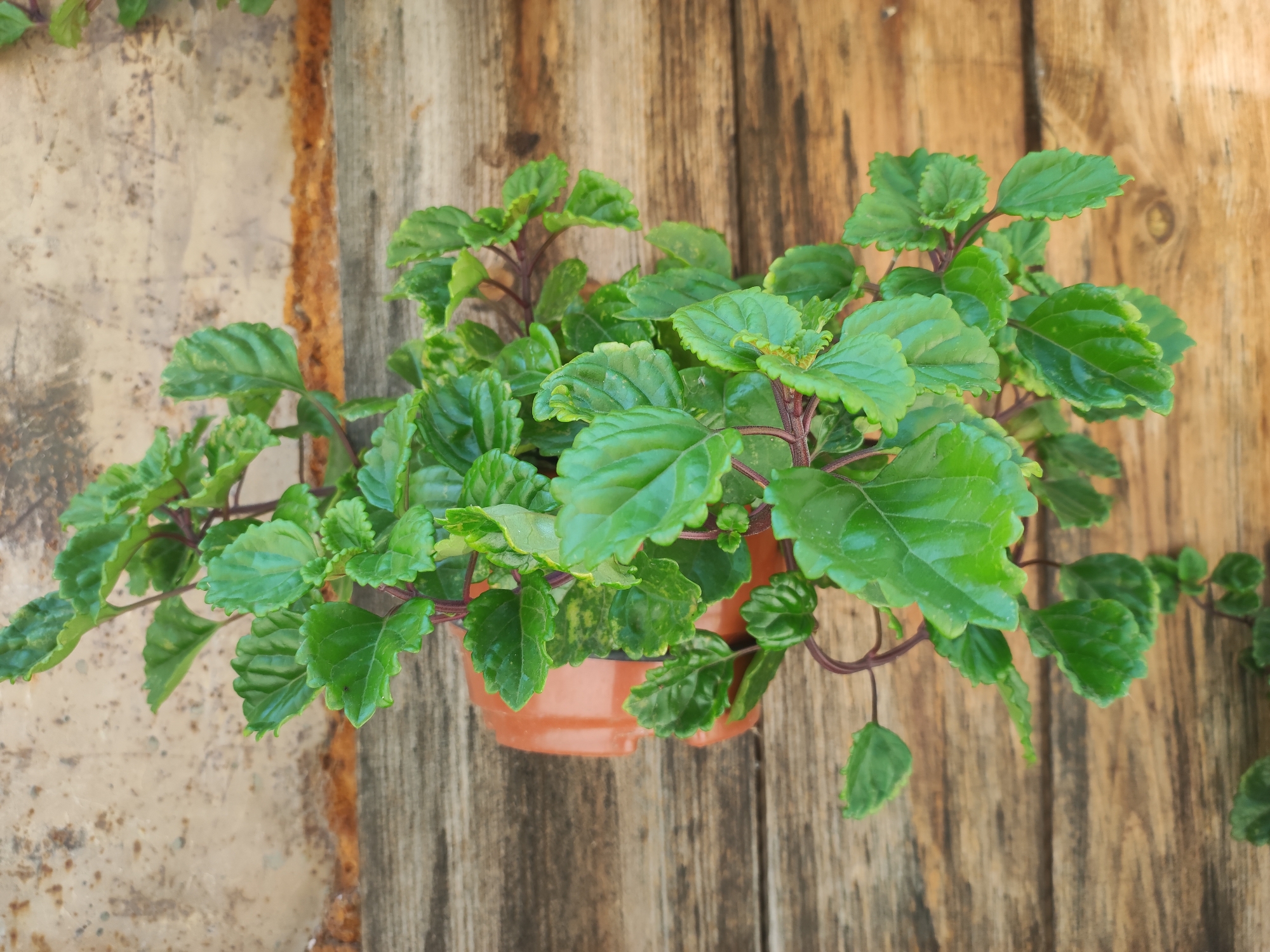 The image shows a potted plant with green leaves and purple stems. The pot is a small, round, brown plastic container. The plant is placed against a weathered wooden surface, likely a wall or fence. The wood planks are oriented vertically and have a rough texture with variations in color and grain. The lighting suggests it is daytime, with natural light illuminating the scene from the top. The scene is indoors or outdoors in a location with a rustic aesthetic. There is no indication of it being specifically in Lumbrales, Spain.