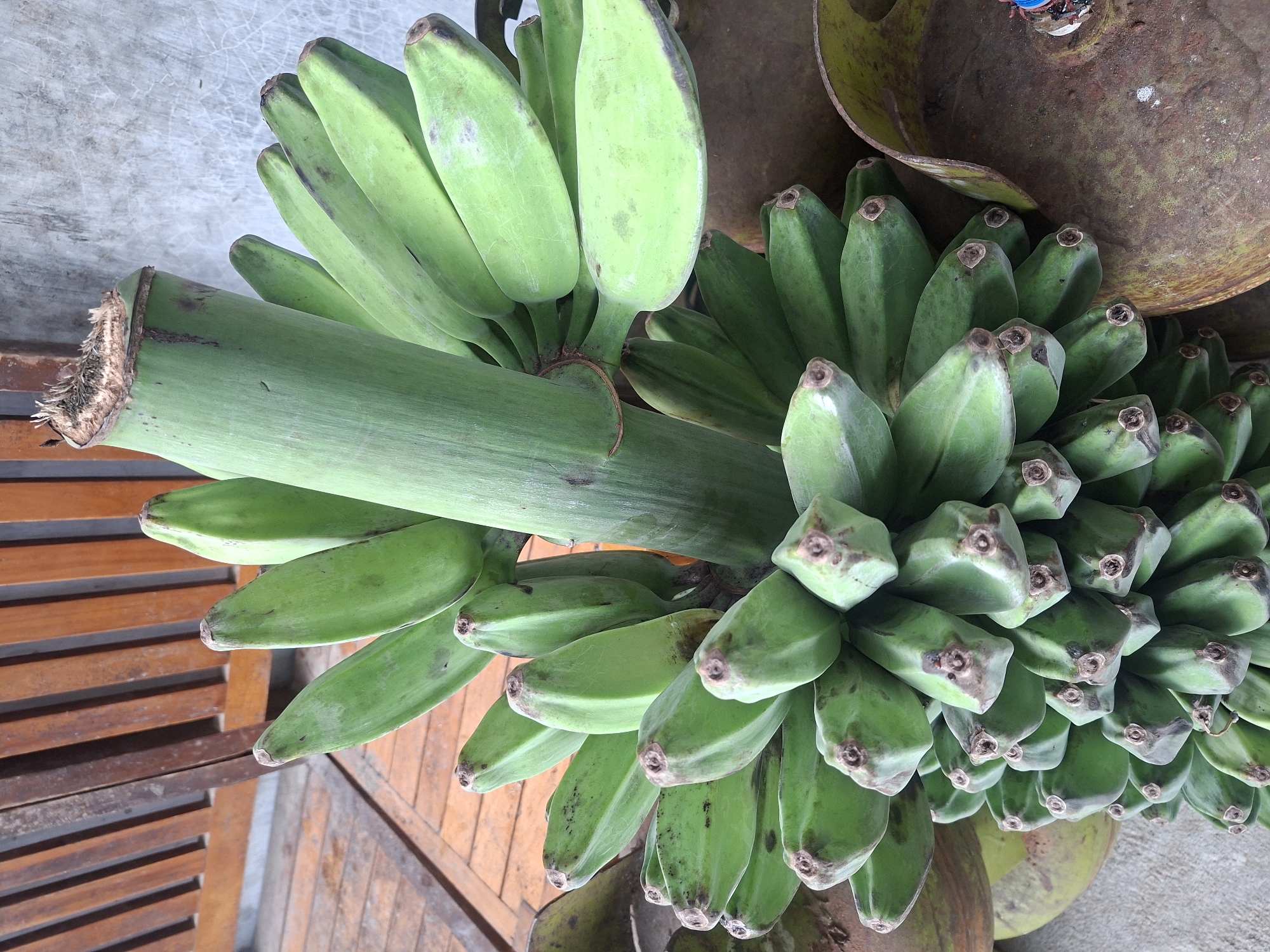 A bunch of green bananas is positioned vertically in the foreground, with their stems facing upwards. The bananas are unripe and have a smooth, waxy texture. The top of the bunch is cut off, revealing the fibrous stem. In the background, a wooden slatted fence or furniture piece is visible, along with a concrete wall. The bananas appear to be resting on or near some large, round, rusty metal objects, possibly gas tanks. The overall lighting suggests an outdoor or semi-outdoor setting.