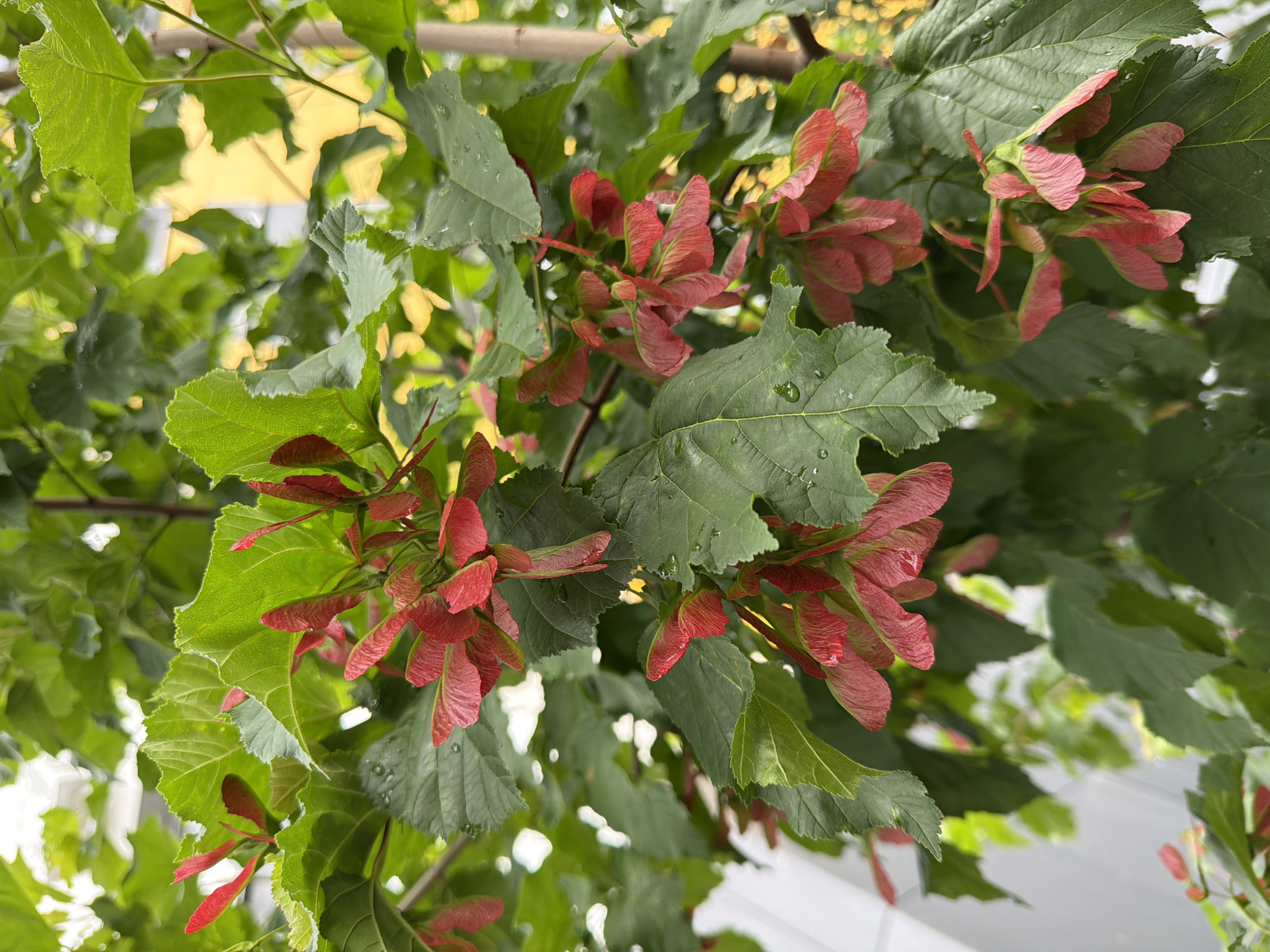 This is a close-up, eye-level shot of a tree branch with abundant green leaves and clusters of red samaras (maple seeds). The samaras are winged and have a reddish-pink hue. Some of the leaves are in sharp focus, showing water droplets on their surfaces, suggesting recent rain or dew. Other leaves and parts of the tree are softly blurred, creating a shallow depth of field. The background is indistinct, with hints of yellow and white, possibly indicating sunlight filtering through other foliage or a building. The overall impression is of a natural, outdoor setting, likely in a garden or park, during daylight hours. There is no text visible in the image.