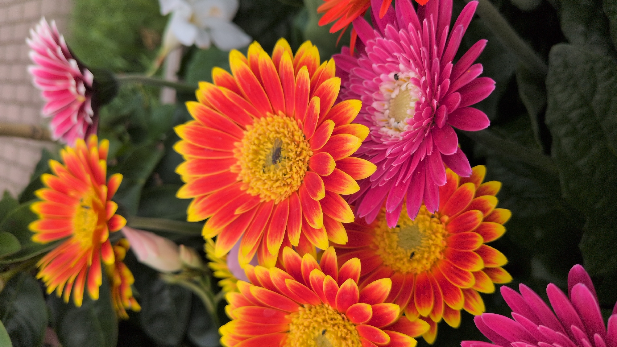 The image depicts a close-up of several Gerbera daisies in various vibrant colors, primarily orange and yellow with pink accents. One of the orange and yellow daisies has a small, dark insect on its yellow center. Another pink Gerbera daisy is also visible, with a lighter pink center. In the background, out of focus, are hints of green foliage and possibly other flowers, including a white one. The scene appears to be set outdoors, possibly in a garden or a flower market. There are no people or buildings directly visible, but the environment suggests a horticultural setting. The overall impression is one of natural beauty and delicate detail. The image does not contain any information that would allow for its localization in Kölleda, Germany.