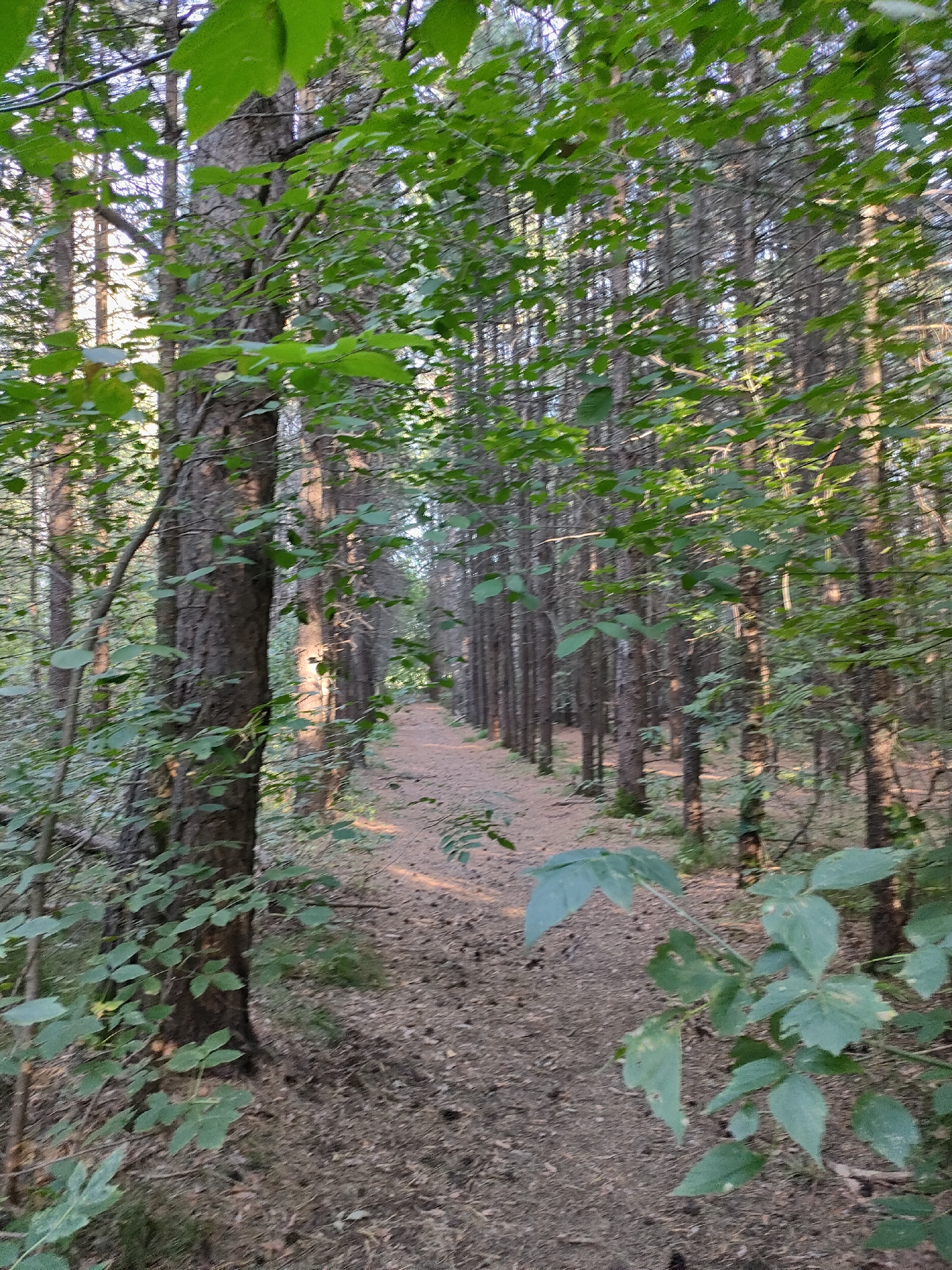 The image depicts a dirt path winding through a dense forest. Tall, slender trees with rough bark line both sides of the path, their trunks appearing dark and weathered. The ground is covered with a thick layer of pine needles and fallen leaves, indicating a natural, unmanicured environment. Sunlight filters through the canopy, casting dappled shadows on the path and illuminating patches of foliage with a warm glow. The leaves of the trees are a vibrant green, with some showing signs of wilting or damage. The overall impression is one of a secluded, natural setting, likely a trail or a less-traveled area within a wooded expanse. There are no people or man-made structures visible in the image. The scene is devoid of any specific identifiable landmarks that would allow for precise localization within Barnaul, Russia.