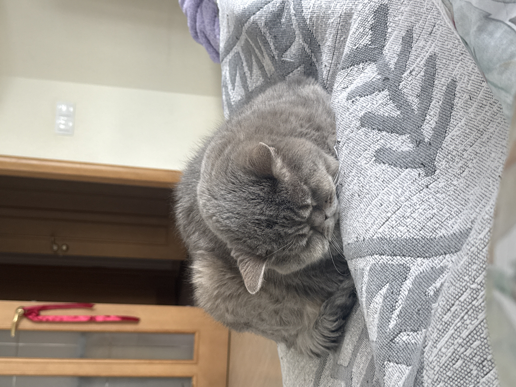 A gray cat is nestled on a gray and white textured fabric, possibly a blanket or couch cover. The cat's face is hidden, with only its ear and fur visible. In the background, a wooden cabinet with glass doors and a red item on top is visible, along with a cream-colored wall and light switch. The photo was not taken in Saint Petersburg, Russia.